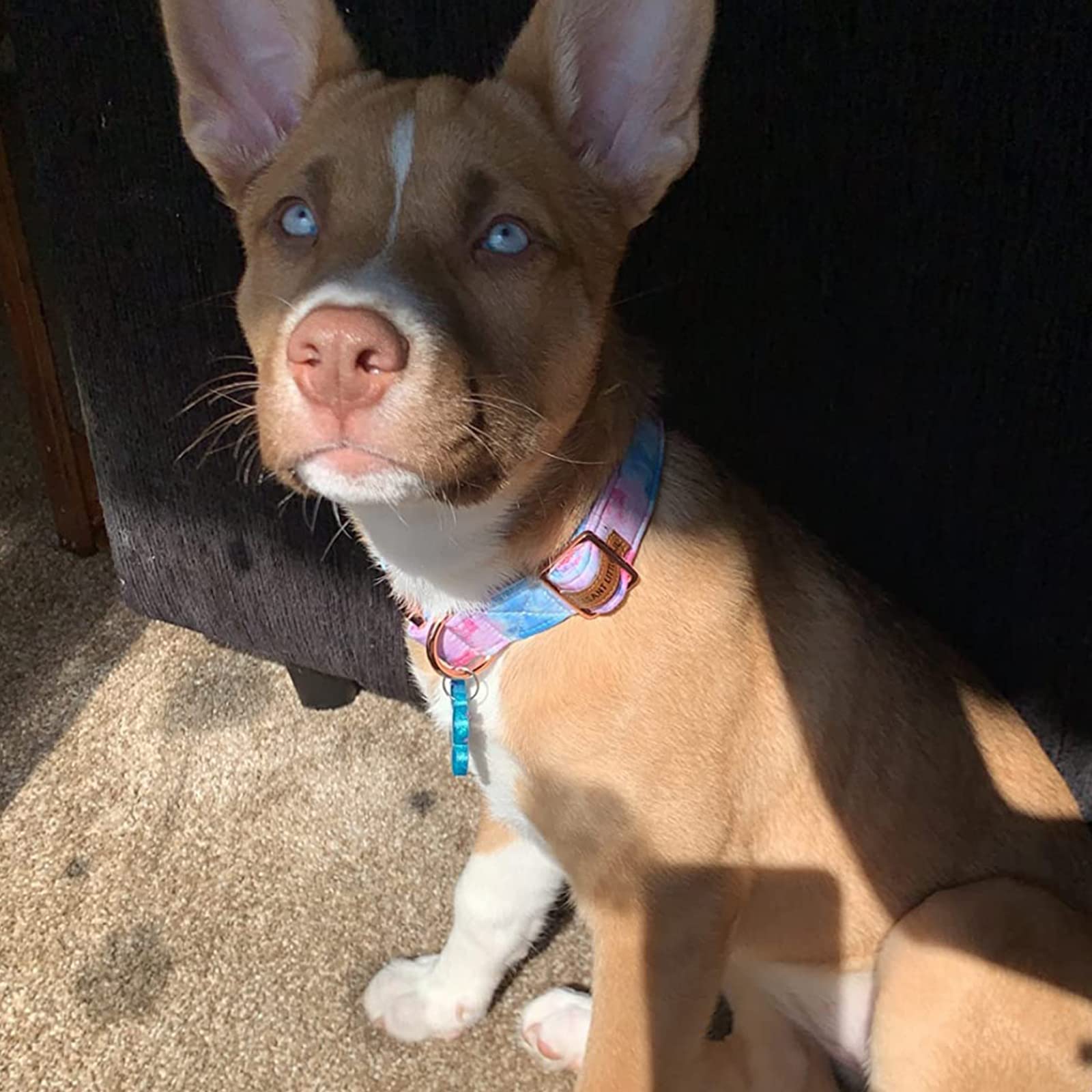 Elegant Little Tail Dog Collar, Colorful Pattern Pet Collar Durable Cute Dog Collars Fashion Male Female Pet Gift Adjustable Dog