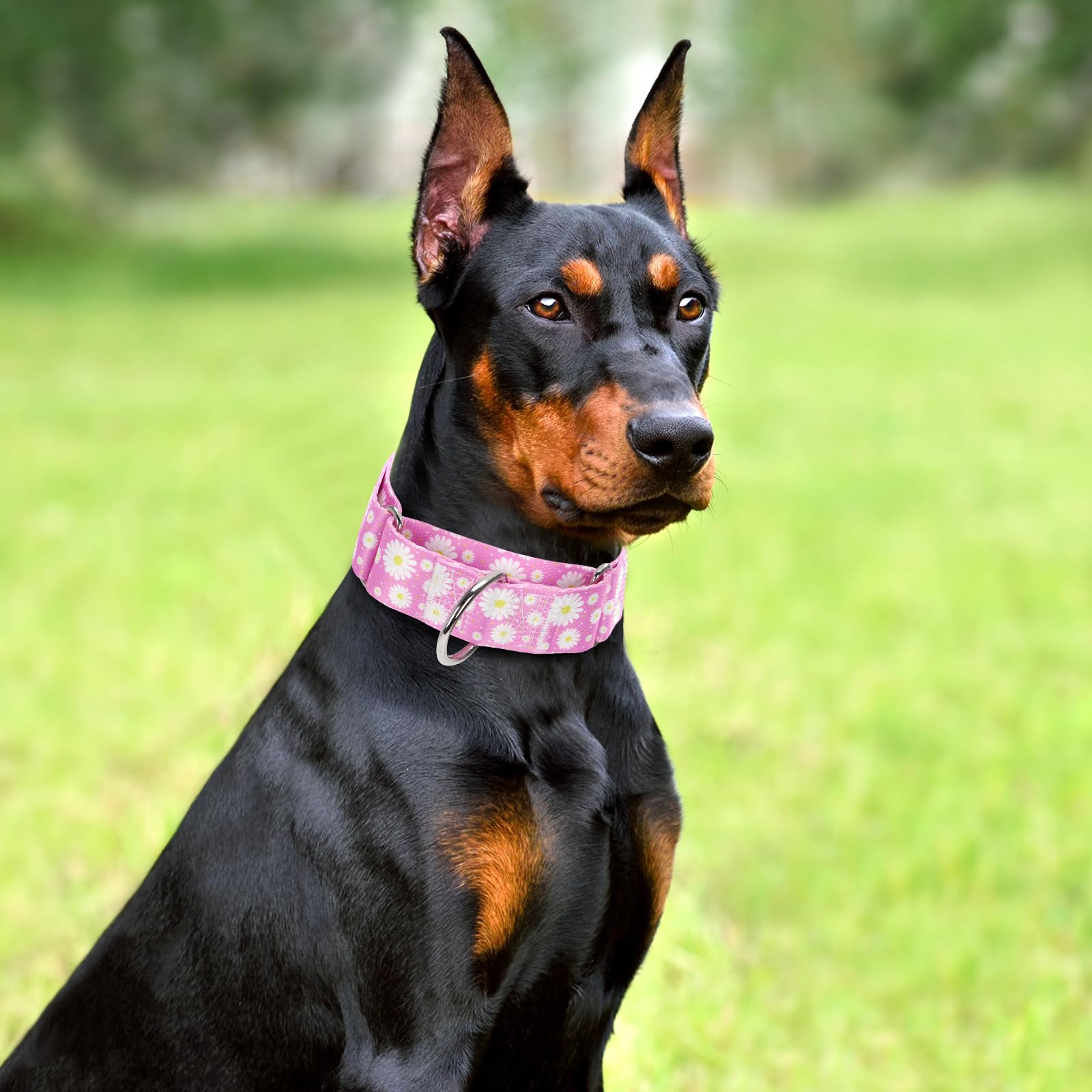 Wide 1.5 Martingale Collar For Girl Dogs,No Pull Heavy Duty Dog Collar For Medium Large Extra Large Female Dogs M