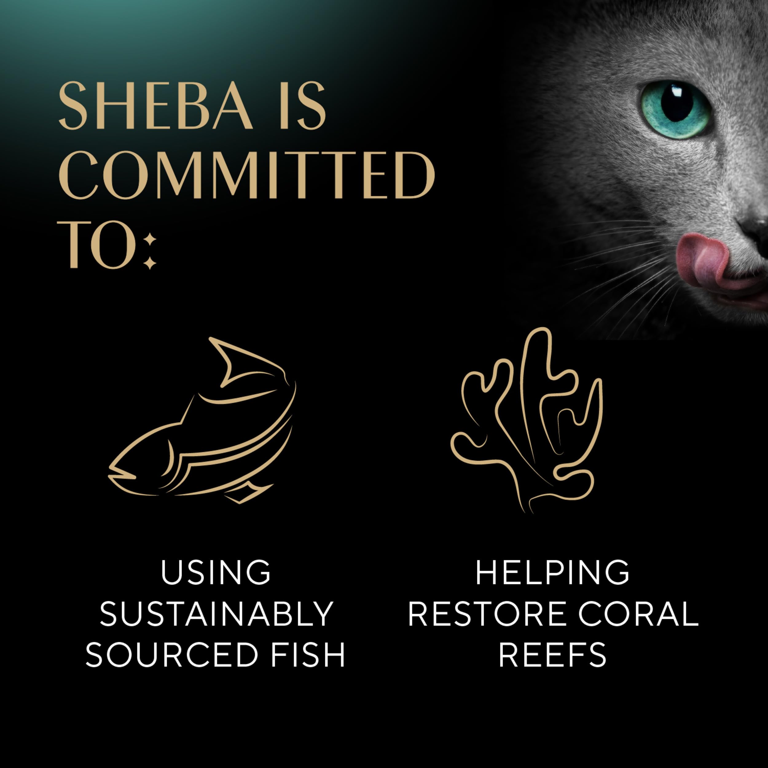 Sheba Perfect Portions Wet Cat Food Pate Savory Chicken, With Sustainable Salmon, and Roasted Turkey Entree Variety Pack, 2.6 oz