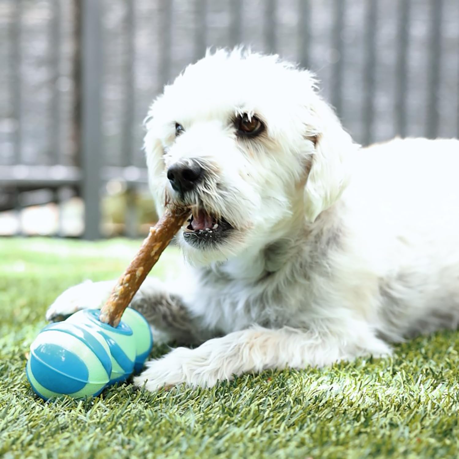 GURU Pet: Super Stick - Medium - Dog Toy, 3-in-1 Design: Treat-Holding & Dispensing, Chew & Squeaks, Blue & Green, Durable, Inte