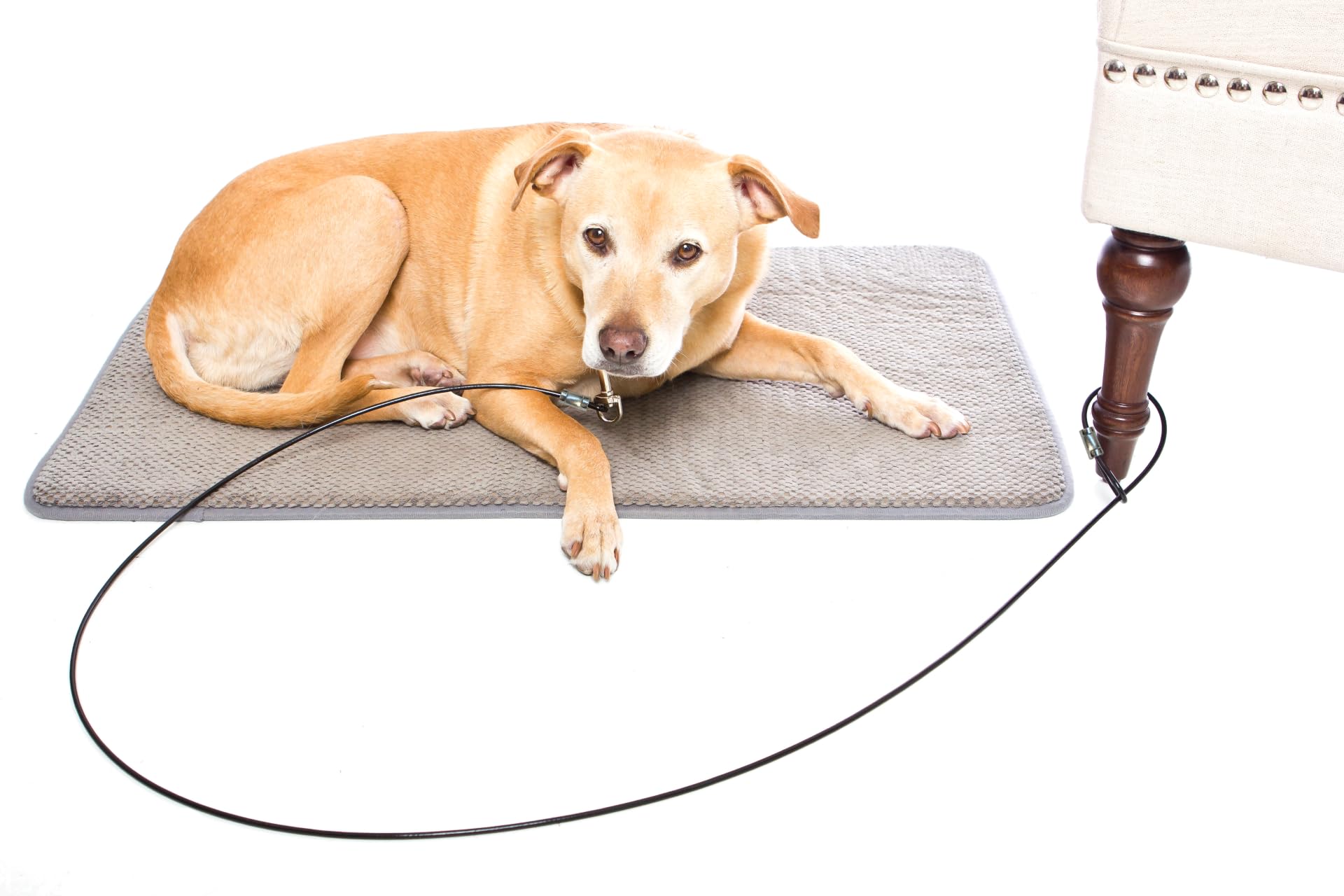 Training Tie Down - Short Tether for Dogs & Teething Puppies (6 feet)