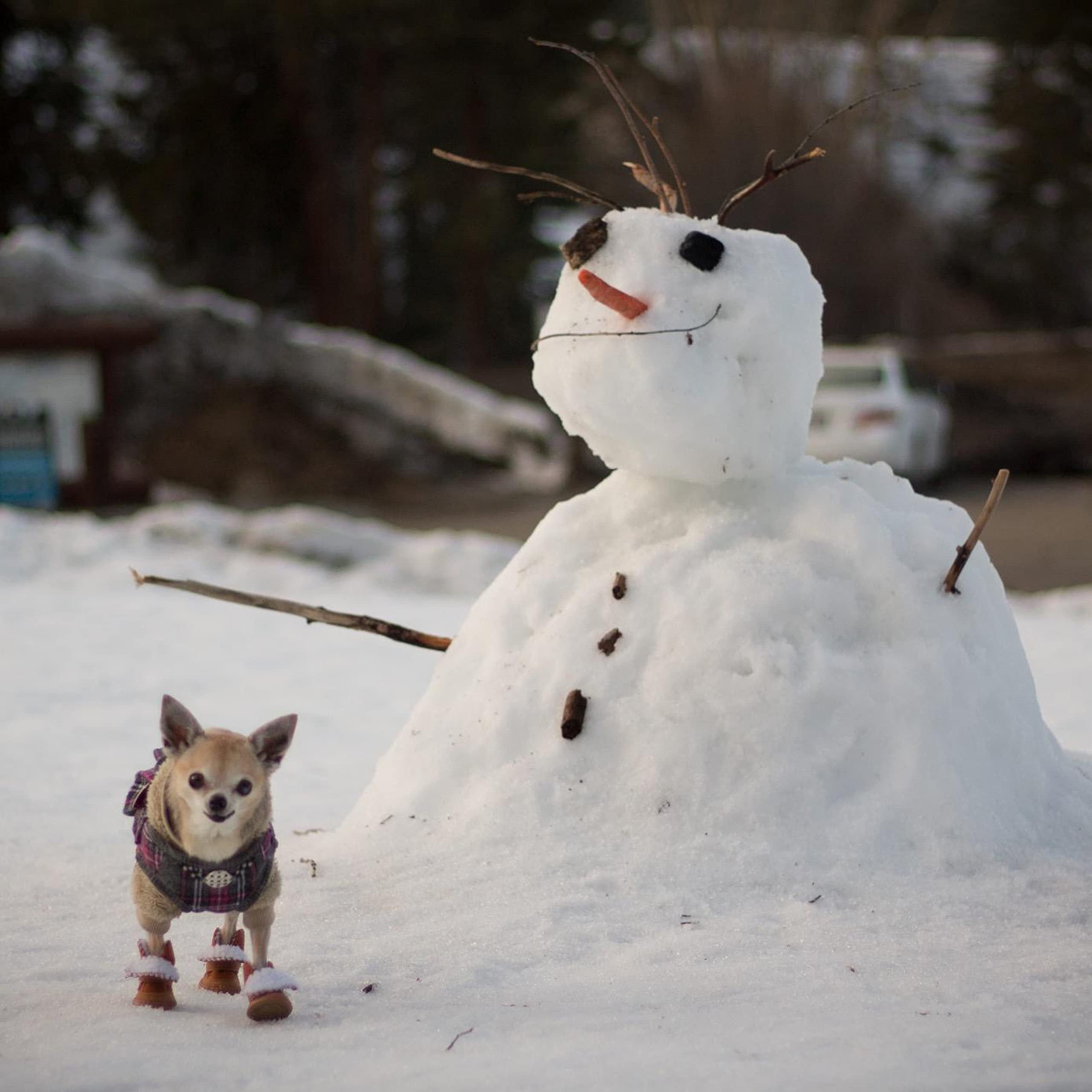 Dog Boots, Hiballball 4 Pcs Dog Shoes For Small Pets Dogs, Anti-Slip Snow Boots, Paw Protectors (Brown, Size2)