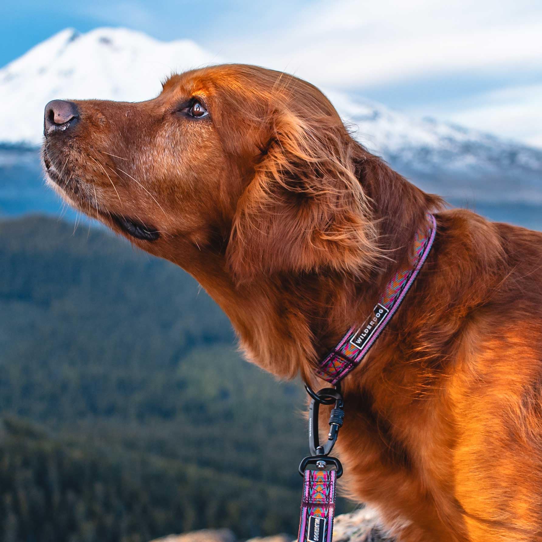 Wilderdog Ultralight Collar Series For Dogs - Small - Glacier