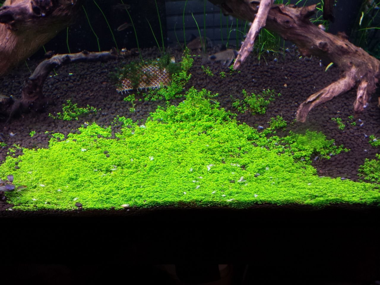 Aquatic Plants on Mats (Dwarf Baby Tears on 5 X 3 mat)