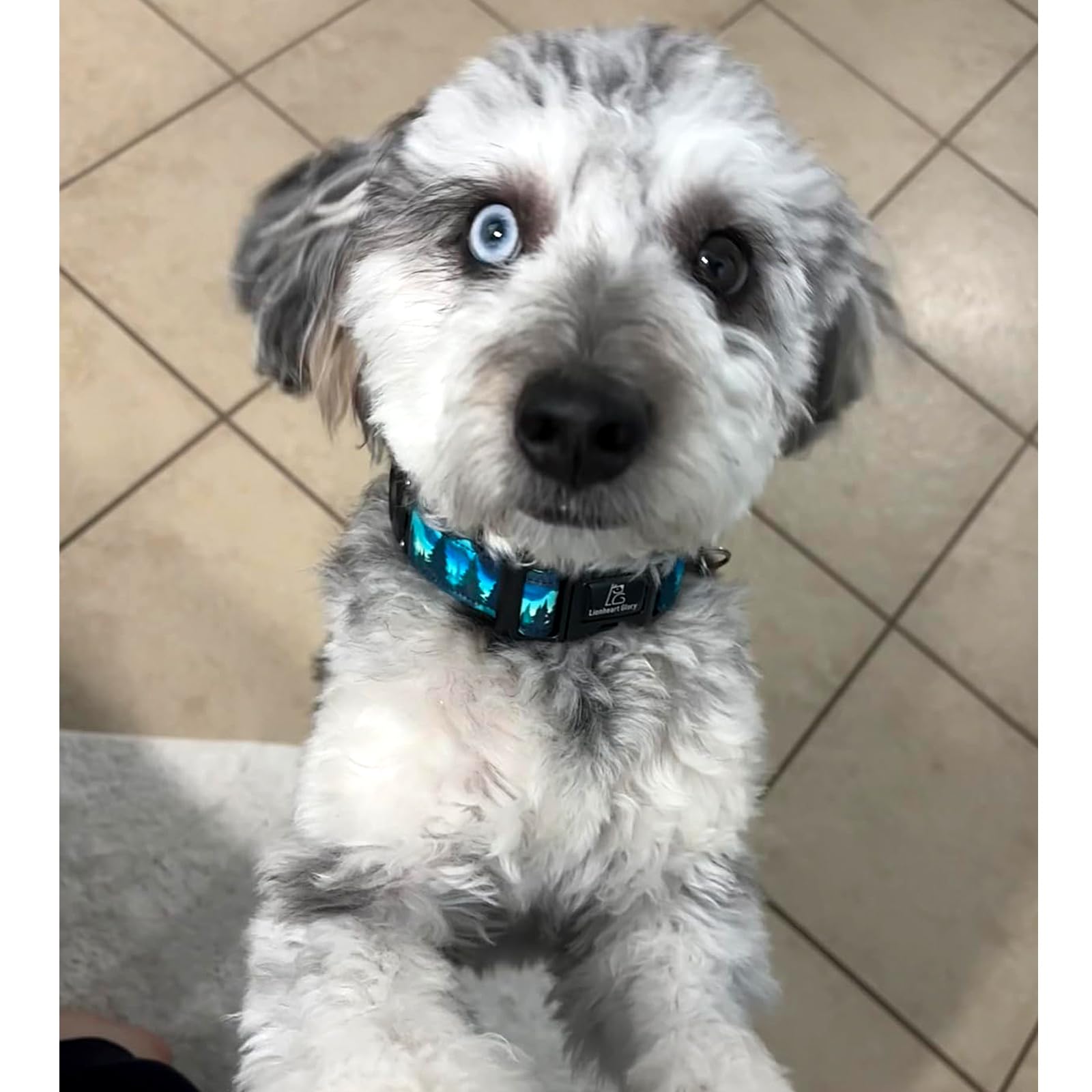 Lionheart Glory Dog Collar Green Cute Collar For Large Dogs Spring Summer Female Or Male Collars Pets Gift Adjustable Heavy-Duty