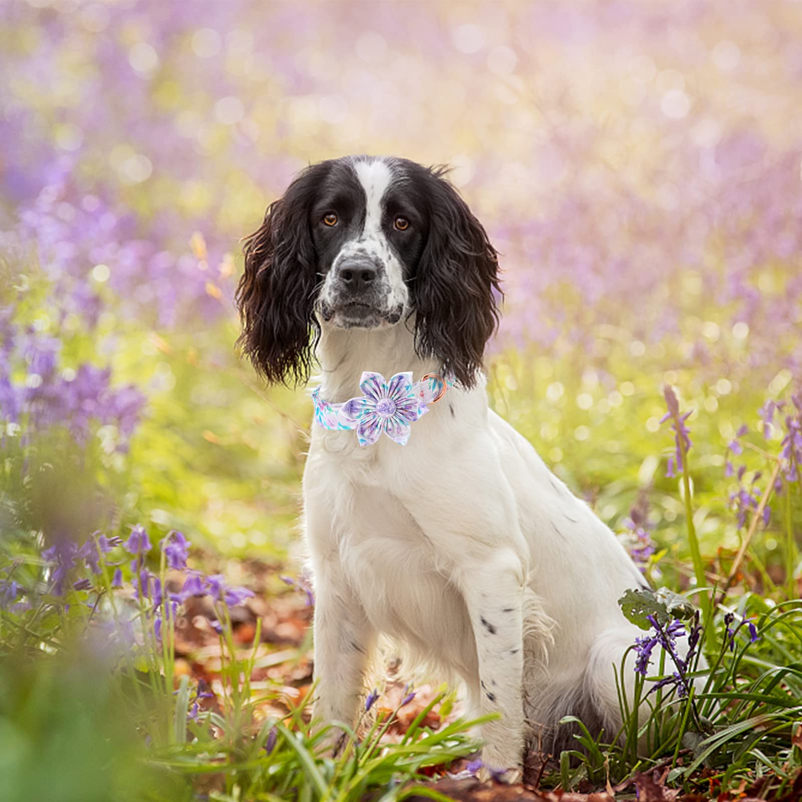 Lionheart Glory Dog Collar, Purple Dog Collar with Flower, Cute Floral Pattern Pet Collar Adjustable Dog Collar for X-Small Dogs