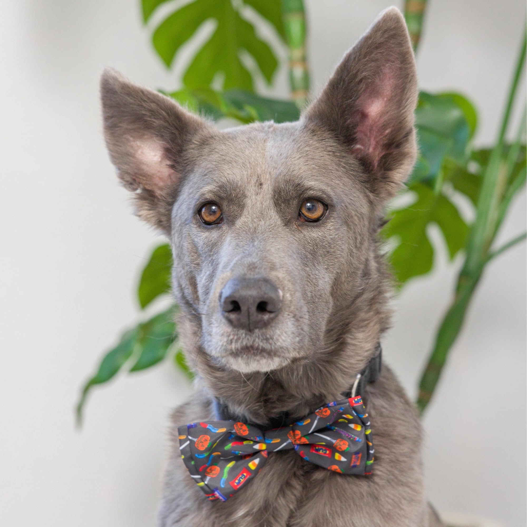 Huxley & Kent Bow Tie For Pets | Creepy Candy (Small) | Halloween Hook & Loop Bow Tie Collar Attachment | Fun Bow Ties For Dogs & Cats | Cute, Comfortable, And Durable | H&K Bow Tie
