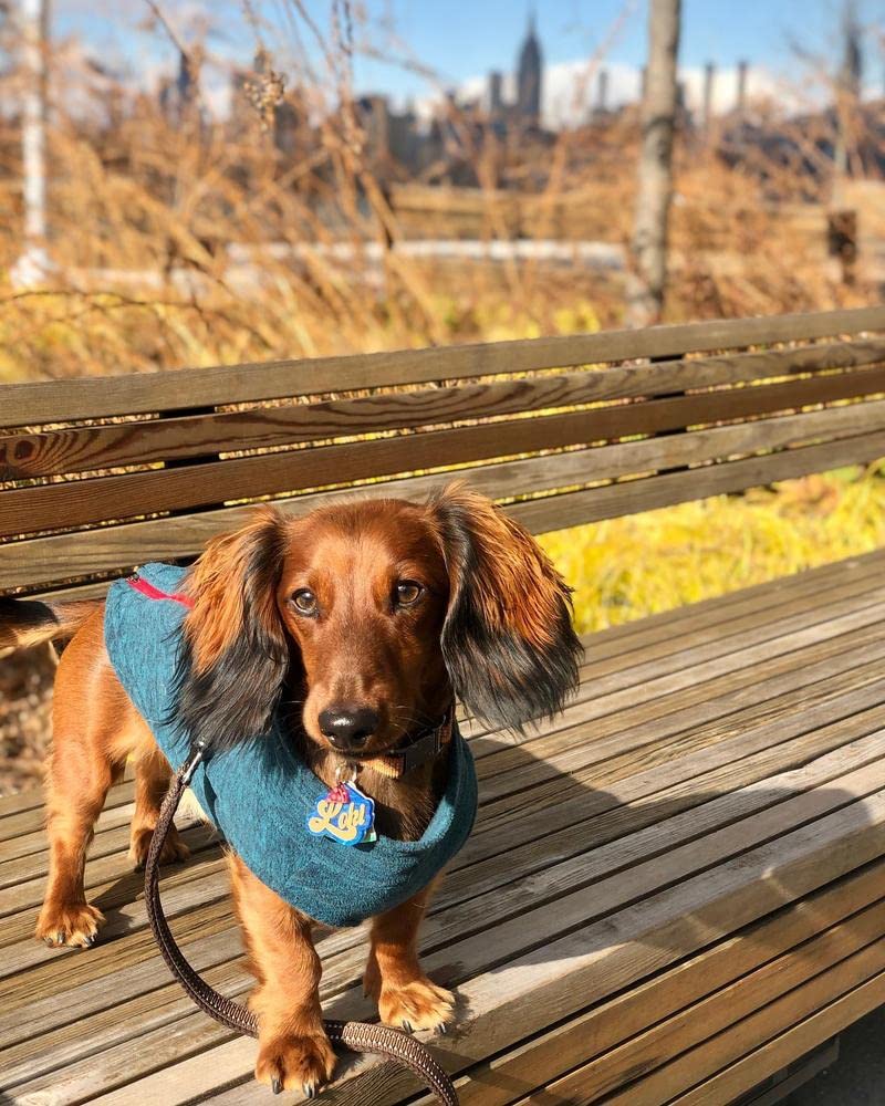 Gooby - Zip Up Fleece Vest, Fleece Jacket Sweater With Zipper Closure And Leash Ring, Turquoise Wash, Medium
