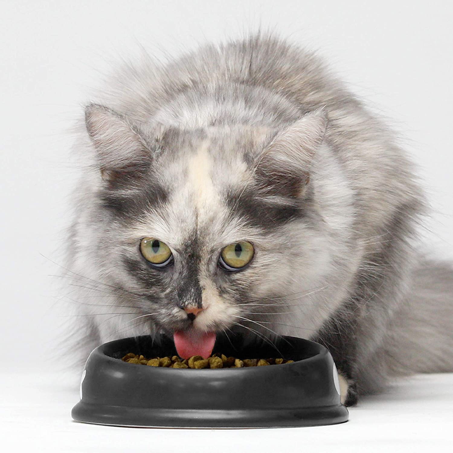 Open Farm Pasture-Raised Lamb Grain-Free Dry Cat Food, Humanely Raised Lamb Recipe with Non-GMO Superfoods and No Artificial Fla
