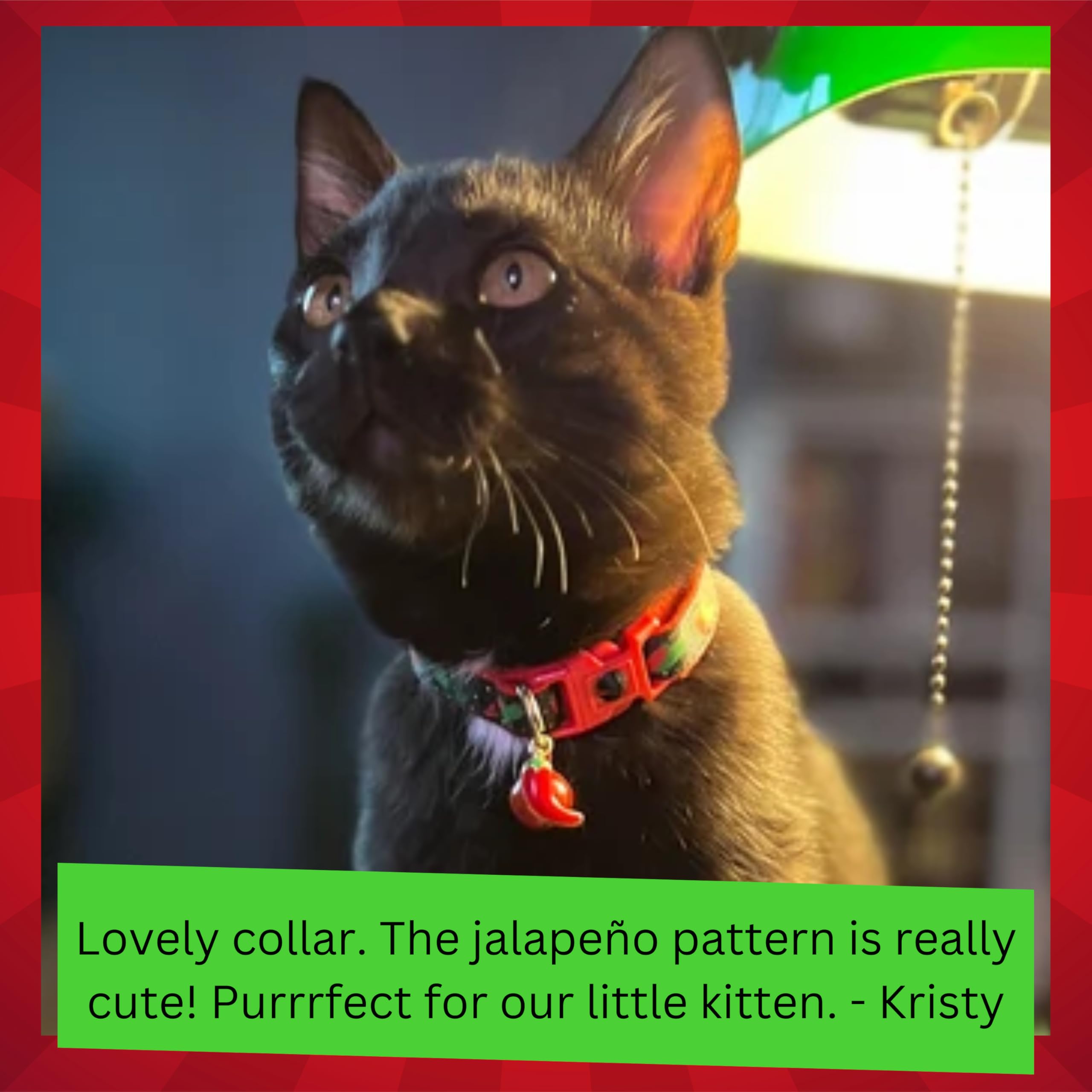 Pepper Cat Collar - Safety - Breakaway - Charm And Bell - Pugs2Persians (Small(10Lbs & Less), Aqua)