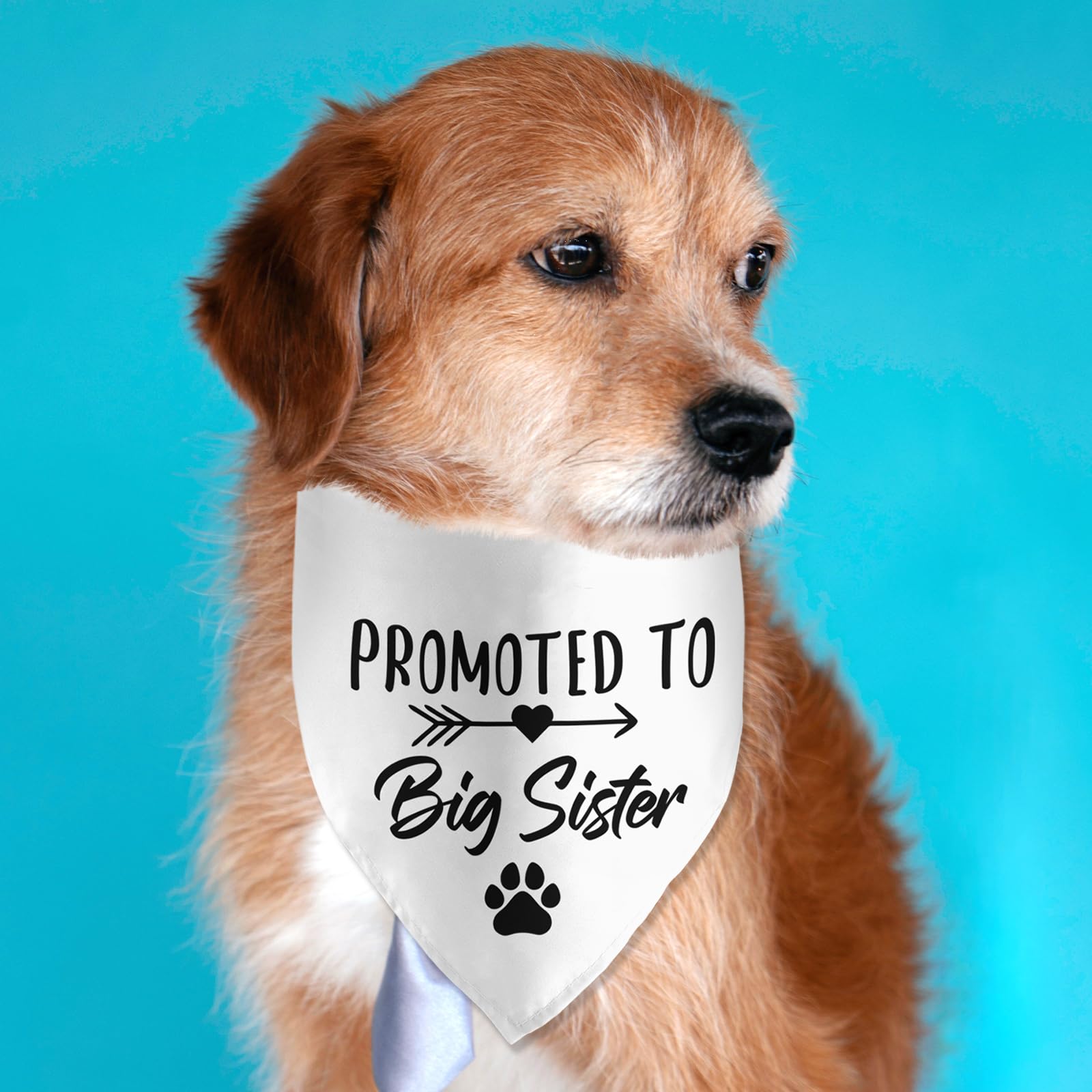 Promoted To Big Sister Dog Bandana Pregnancy Announcement Dog Bandana Pet Scarf Pet Accessories For Pet Dog Lover Pregnancy Reve
