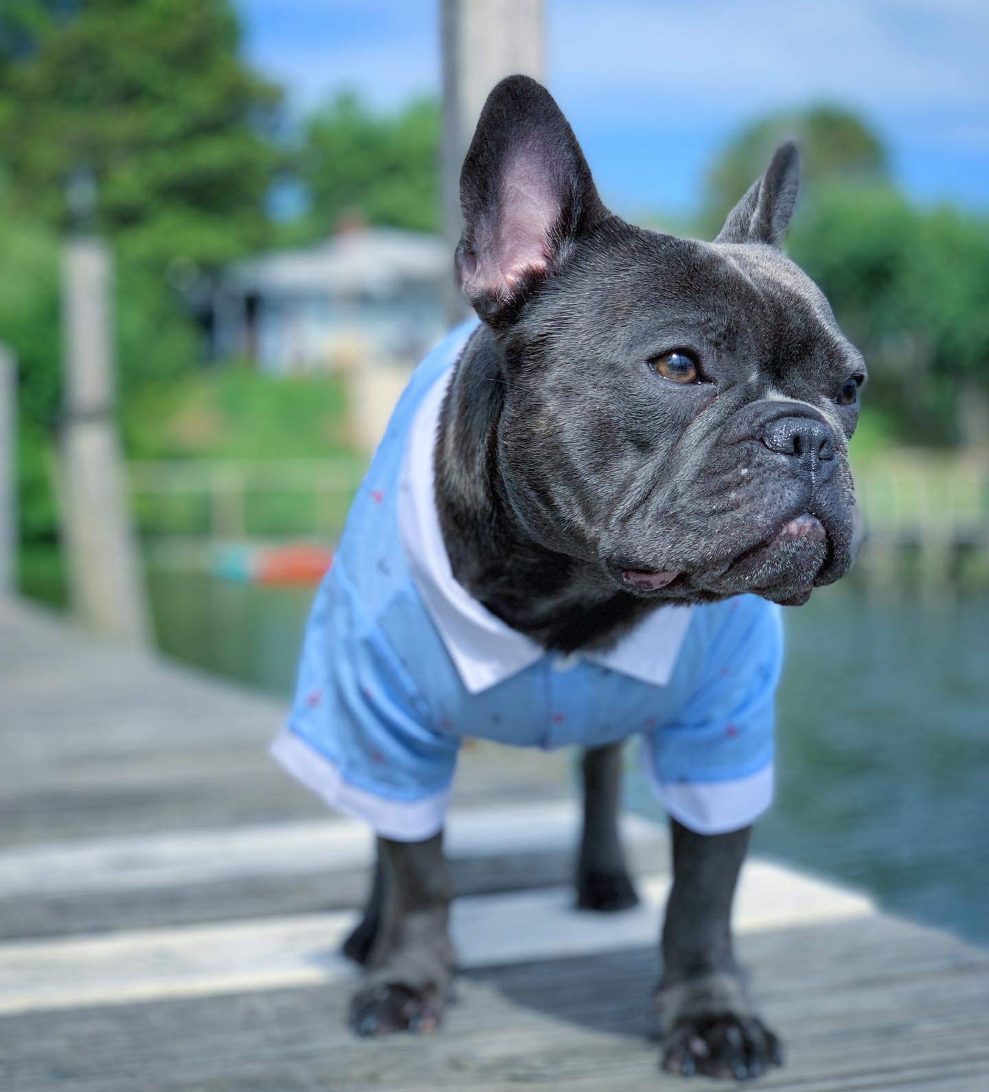 Parisian Pet Dog Clothes Cat Apparel Outfits Anchor Shirt & Hanky, M