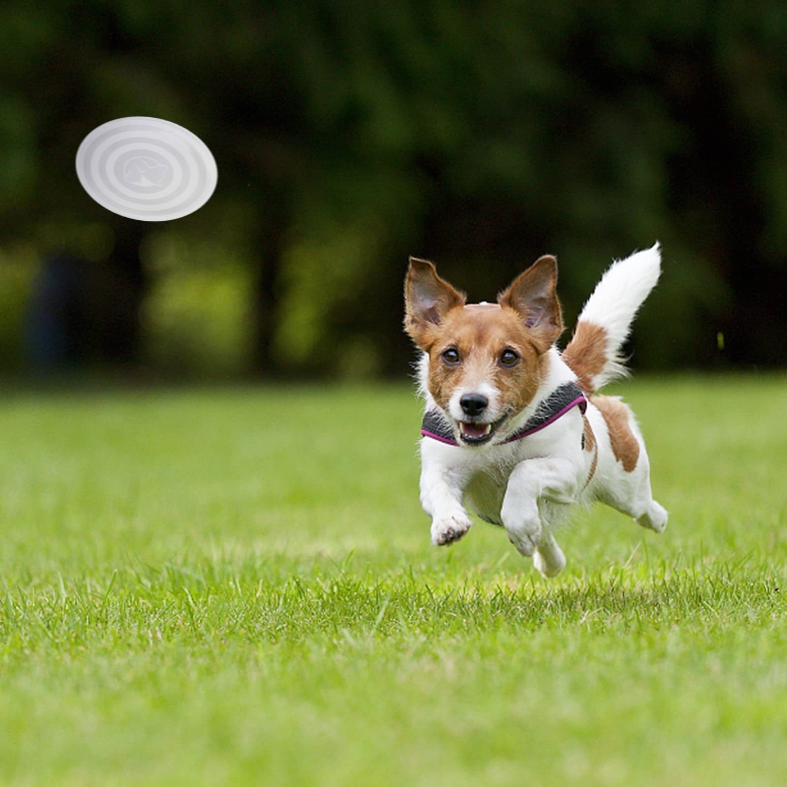 Slson Dog Bowls Pet Collapsible Bowl With Cover Lids,2 Pack Dog Travel Bowls Portable Foldable Cat Water Dish Bowl For Pets Walking Parking Camping (Taro Purple And Concrete Gray, Small)