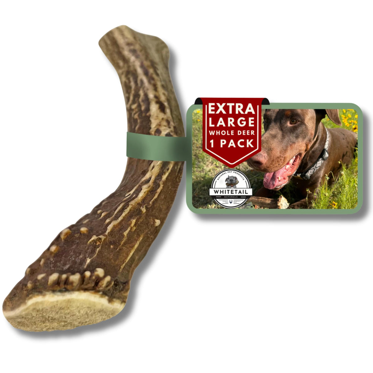 Whitetail Naturals - Deer Antlers For Large Dogs - (1 Pack - Extra Large) - All Natural Dog Antler- Naturally Shed, Long Lasting Chew Bone, Crafted In Usa For Aggressive Chewers