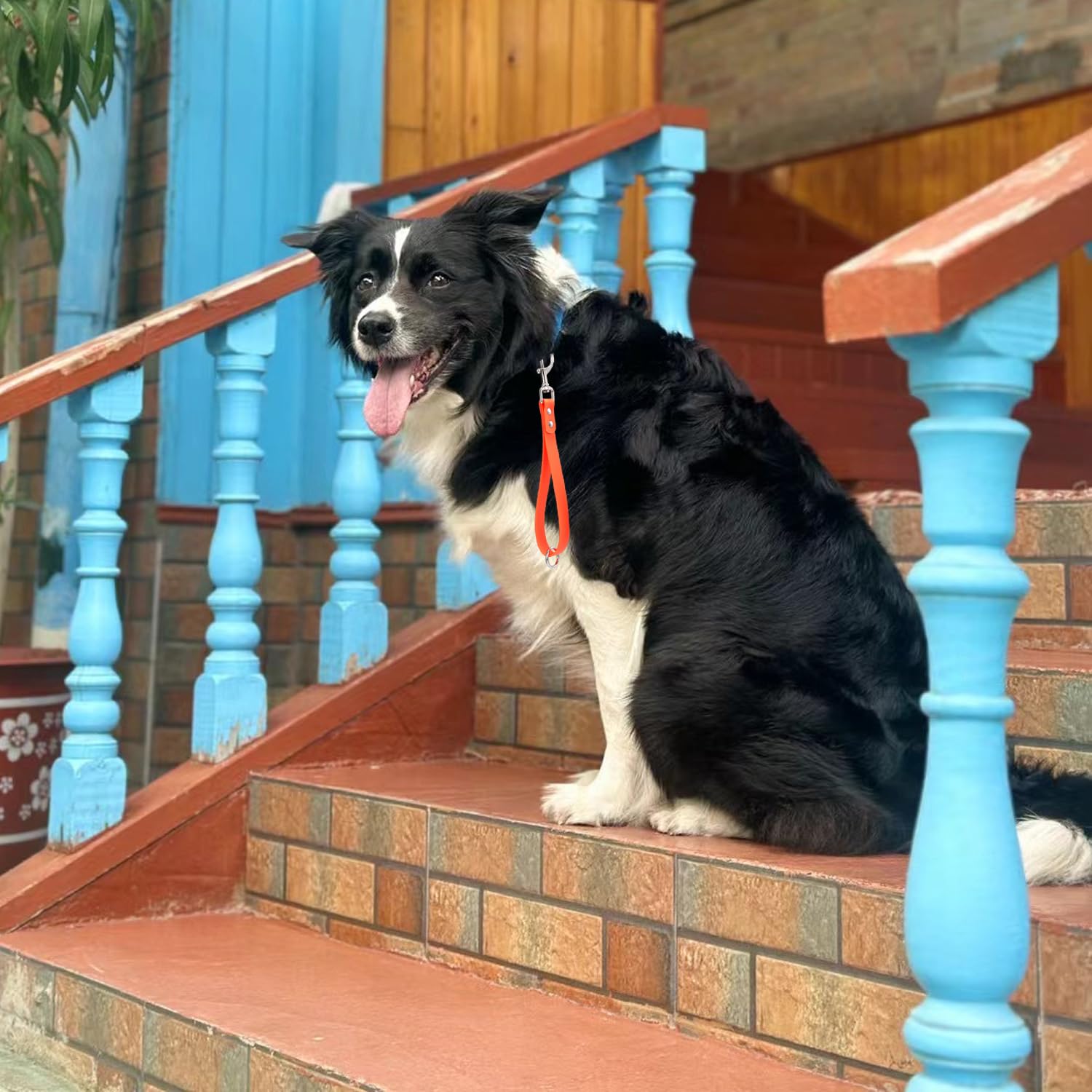 Short Dog Leash Traffic Dog Lead 2 Pcs Waterproof Safety Pets Training Leashes Orange & Blue 10' Pet Leads For Indoor Outdoor Daily Walking Backup Hiking (Blue&Orange 10 Inch)