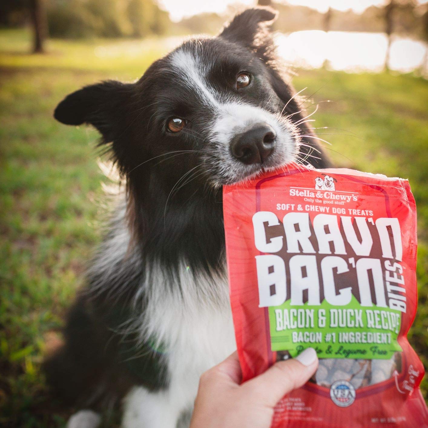 Stella & Chewys Training Dog Treats - Cravn Bacn Soft Bacon & Duck Bites - Premium USA Made - Low Calorie Rewards - 8.25oz