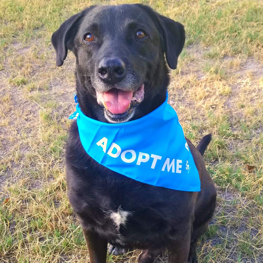 Max And Neo Dog Bandanas - We Donate 1 For 1 To Dog Rescues For Every Product Sold (5 Pack, Adopt Me)