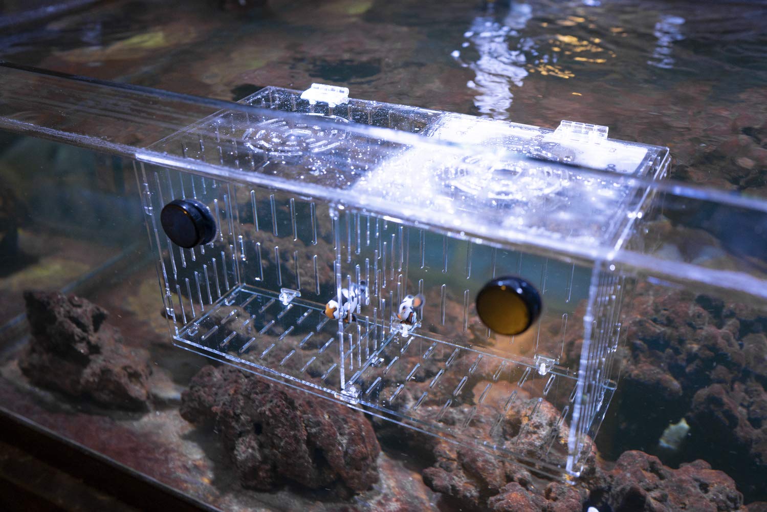 Reefing Art Magnetic Acclimation Box Fish Breeder Nursery Isolation Tank