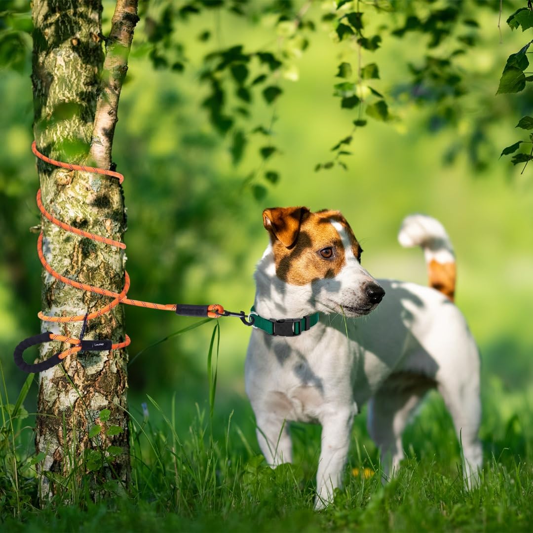 Loutep Long Leash for Dogs 10ft 16ft 30ft 50 Feet 100 Foot Tie Out Check Cord Recall Obedience Rope Lead Extra Longline Long Dog