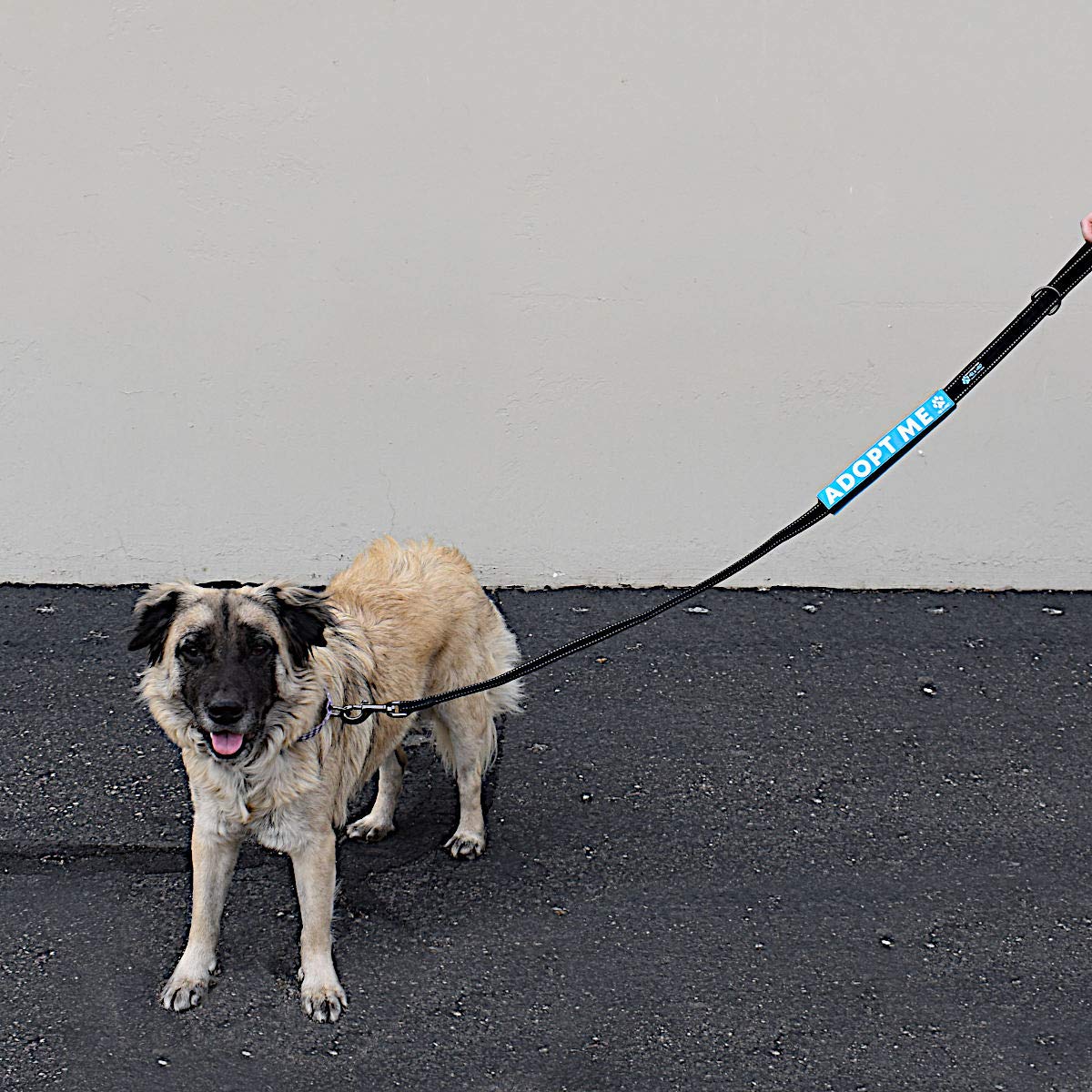Max and Neo Leash Sleeves Adopt ME - We Donate 1 for 1 to Dog Rescues for Every Product Sold (Blue/Single)