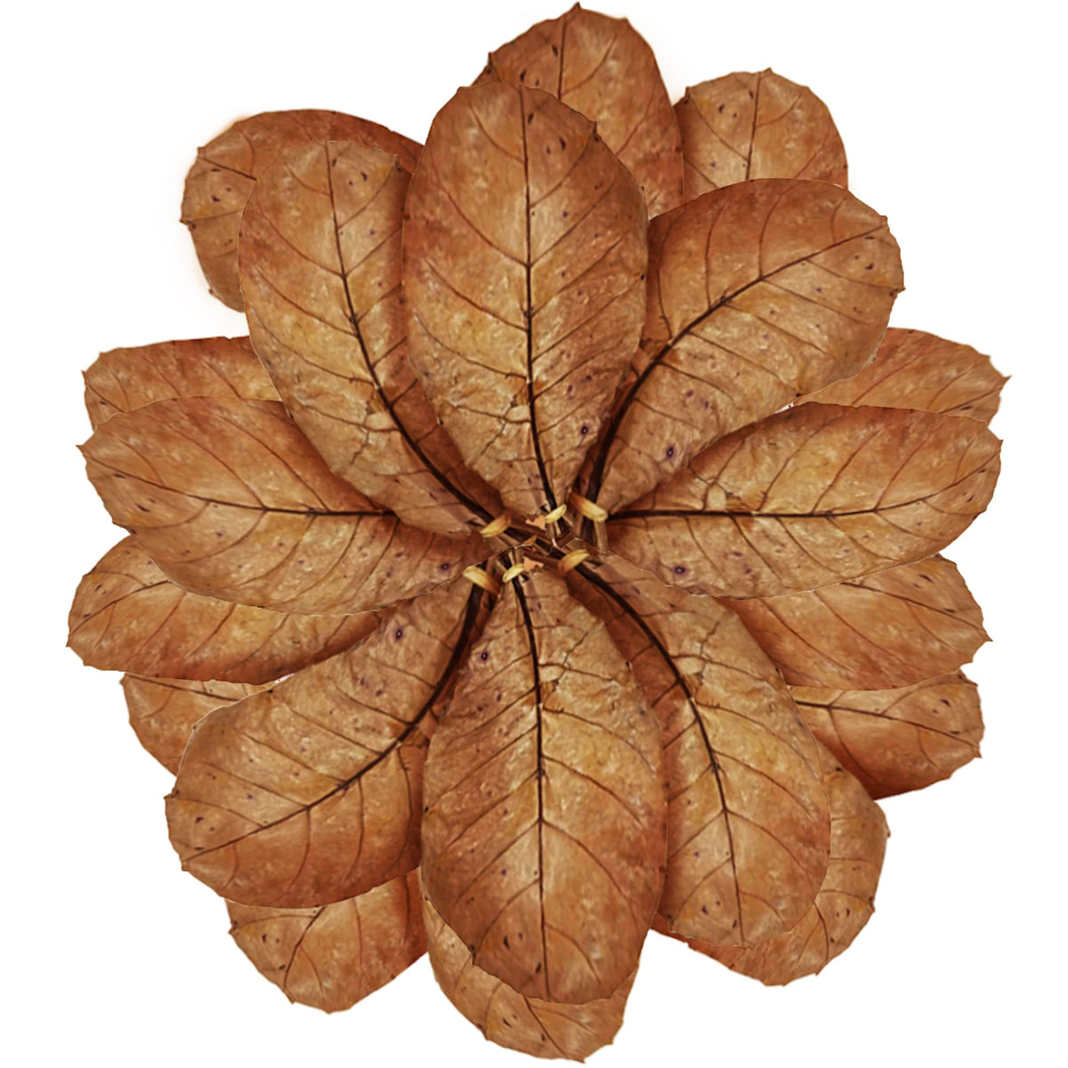 Sungrow 20 Pcs Large Catappa Indian Almond Leaves For Fish Aquarium Tank, 7-8 Inches, Leaf For Successful Breeding & Creating Ra