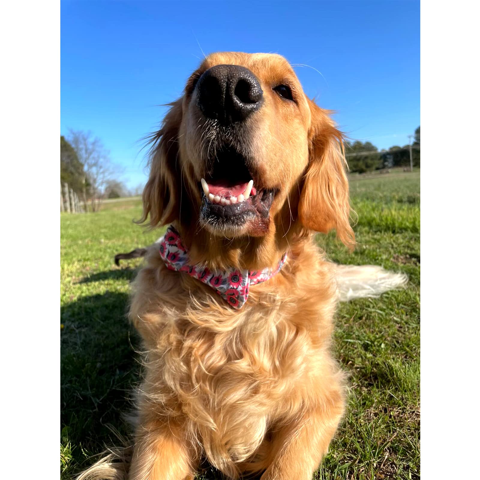 Lionheart glory Dog Collar with Bow Tie Pink Dog Collars for Female Dogs Soft Durable Adjustable Puppy Gift Collar Bows Spring C