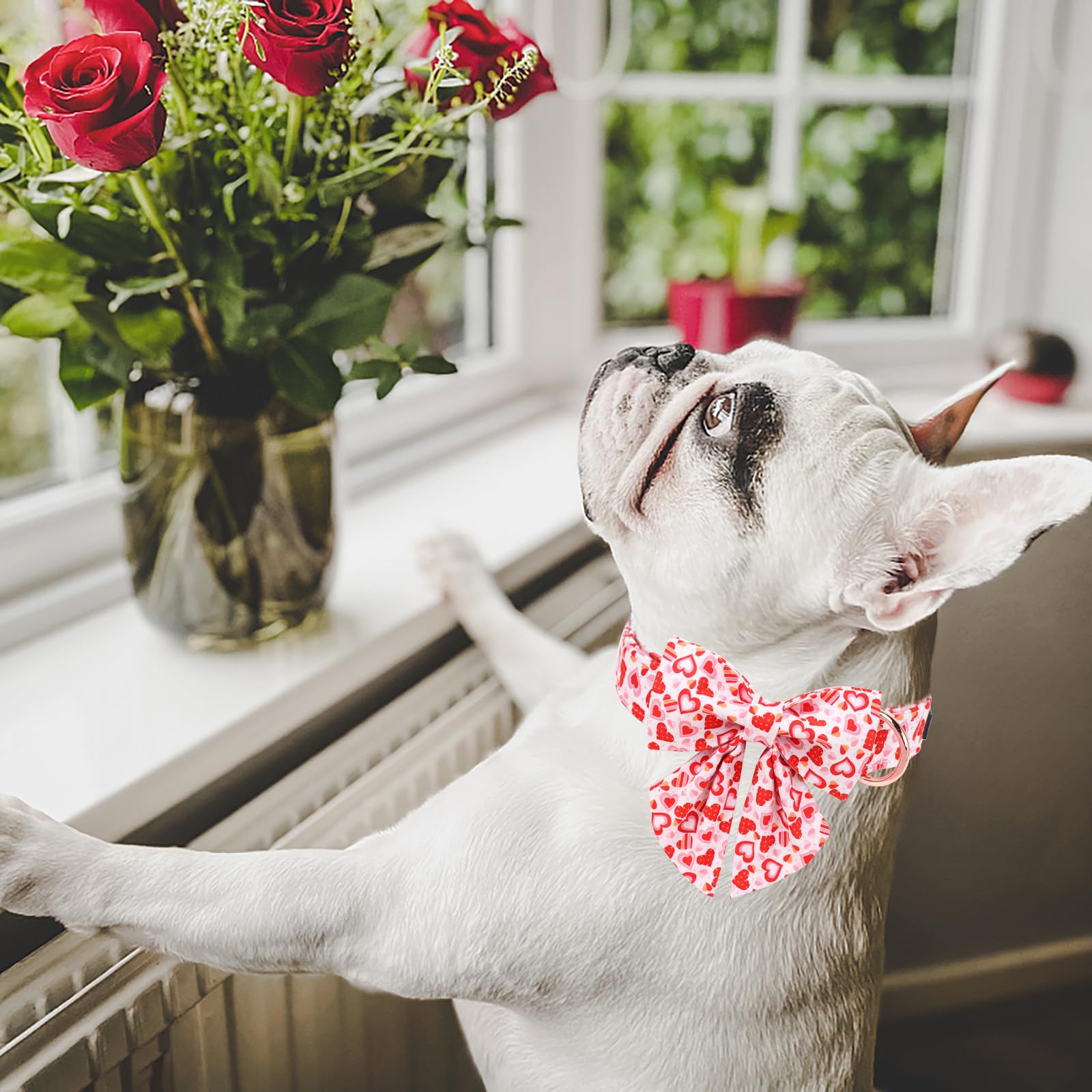 Maca Bates Valentines Sweet Heart Dog Collar with Bow Bowtie for Dogs Sailor Bow Tie Adjustable Breakaway Red Collars Accessorie