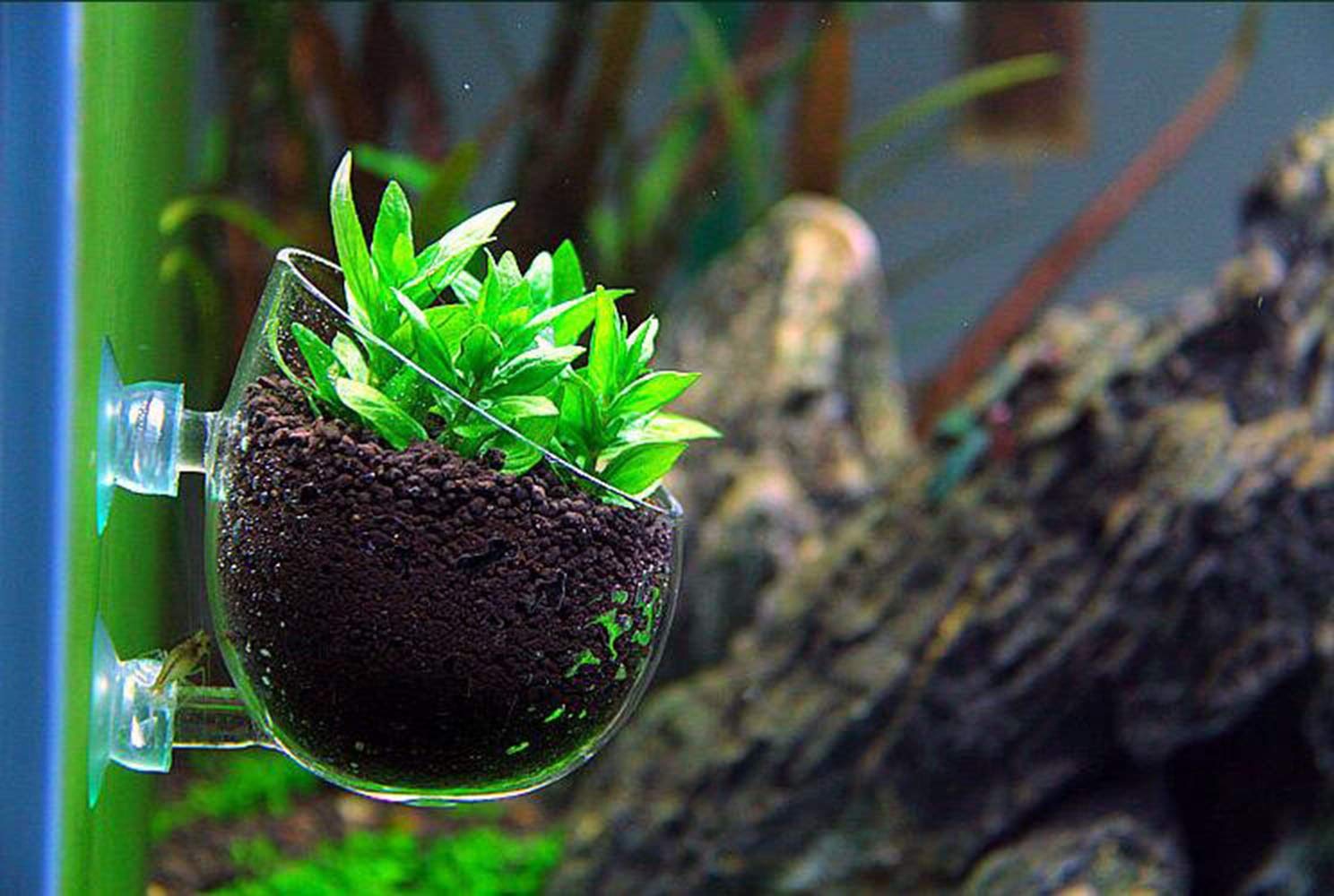 Tfwadmx Aquarium Plant Holder Plant Pot Aquarium Decor Crystal Glass Aquatic Plant Cup With Suction Cups For Fish Tank Aquascape Decoration (4 Pack)