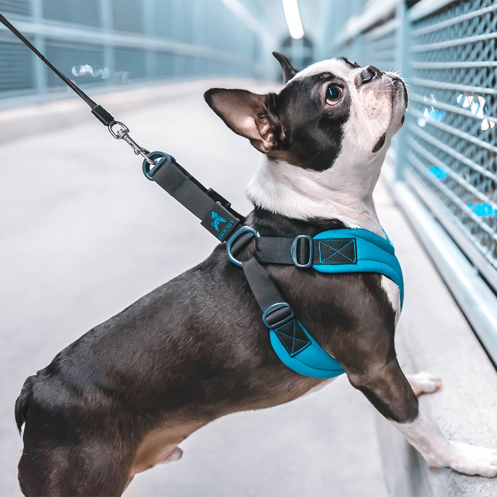 Gooby - Escape Free Sport Harness, Small Dog Step-In Neoprene Harness For Dogs That Like To Escape Their Harness, Blue, Small