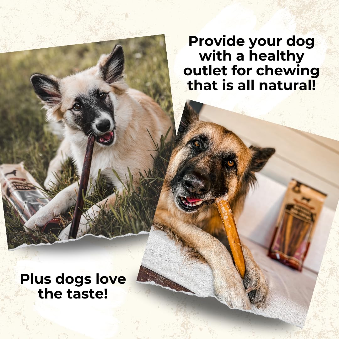 Bully Bunches Premium 12 Inch Standard Odor Free Bully Sticks for Small & Medium Dogs - Long Lasting Chews for Oral Care - Rawhi