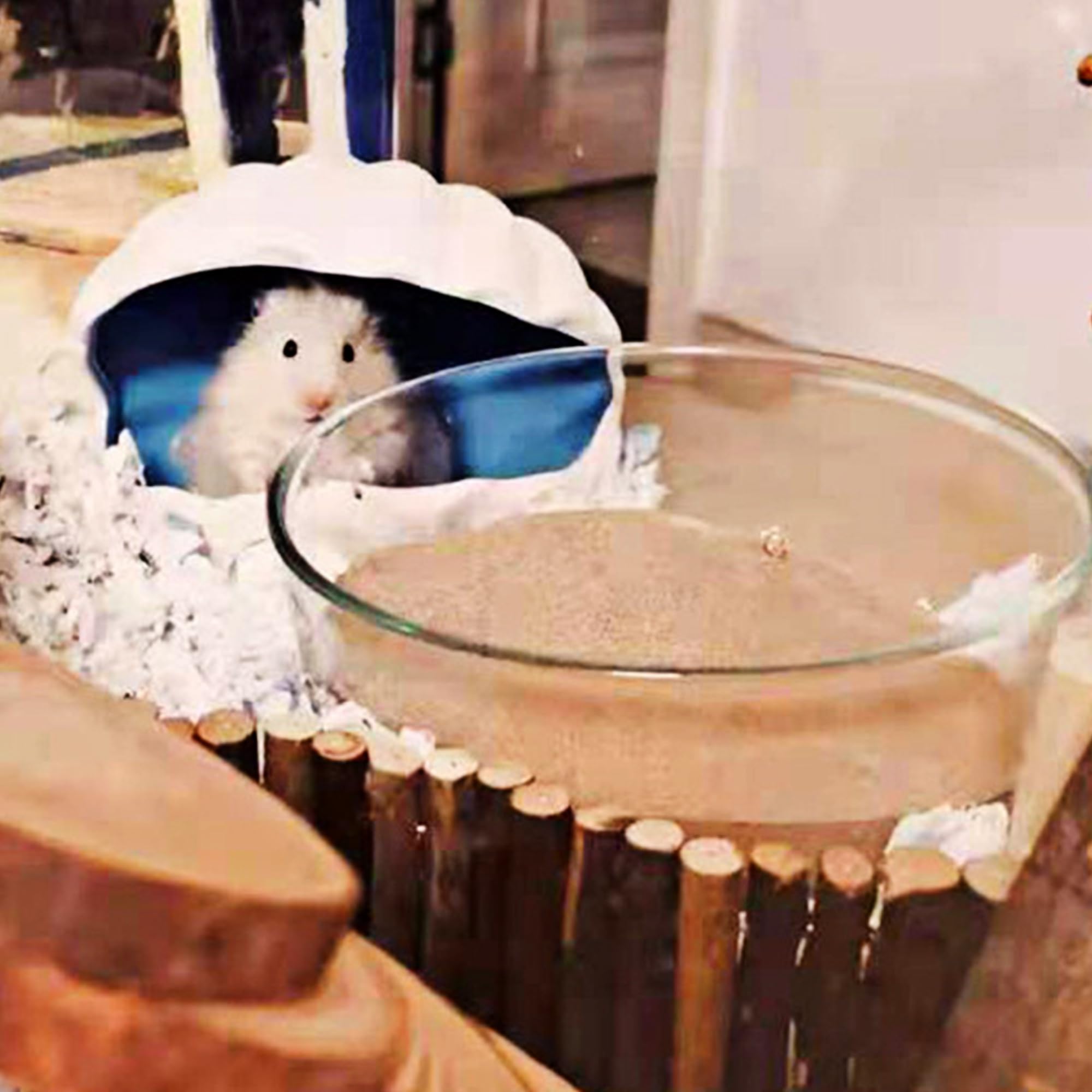 Dr.Dudu Hamster Bath Sand, 12Lb Dust Free Desert Sand Or Potty Litter Sand For Hamster Chinchillas Gerbil Syrian Mice Small Anim