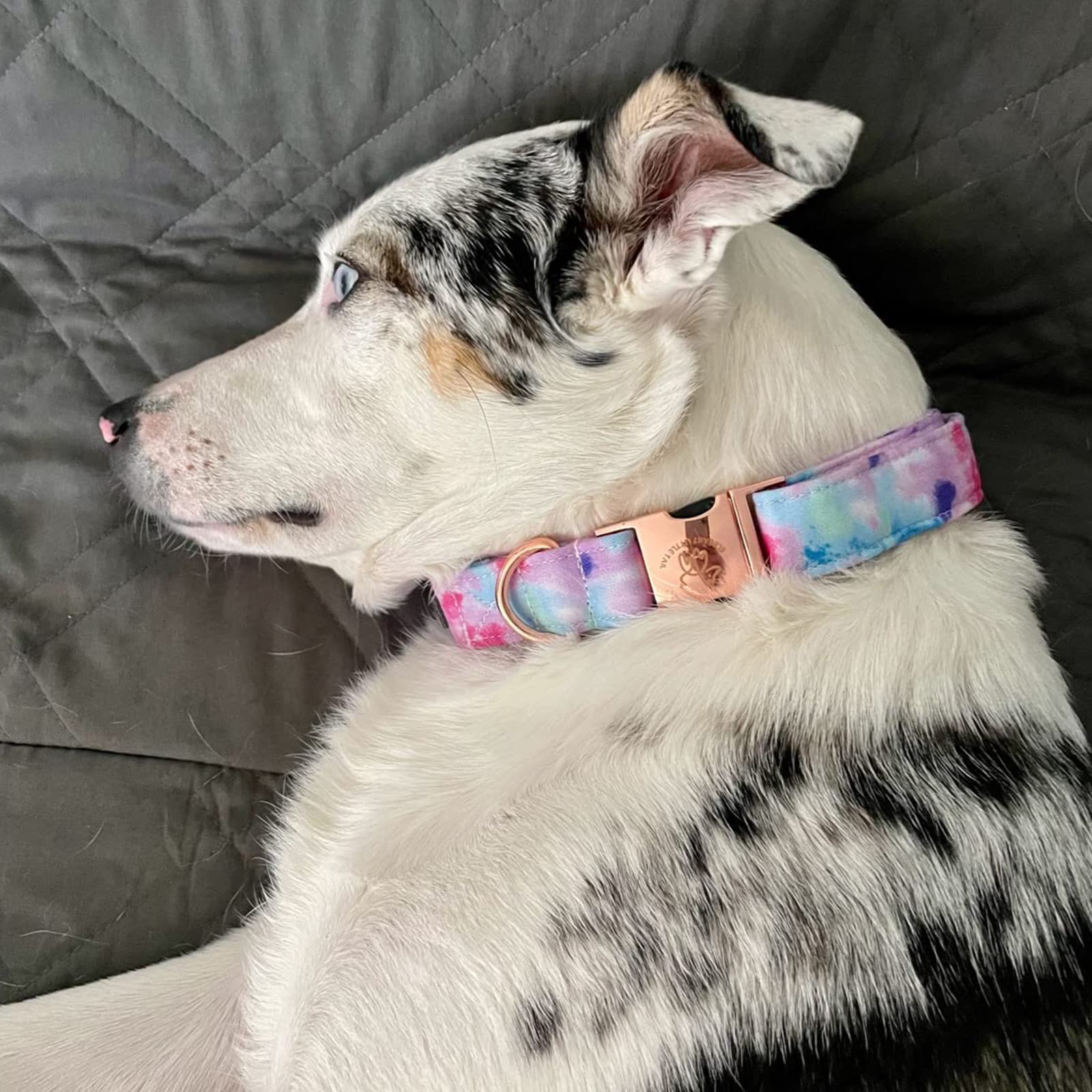 Elegant Little Tail Dog Collar, Colorful Pattern Pet Collar Durable Cute Dog Collars Fashion Male Female Pet Gift Adjustable Dog