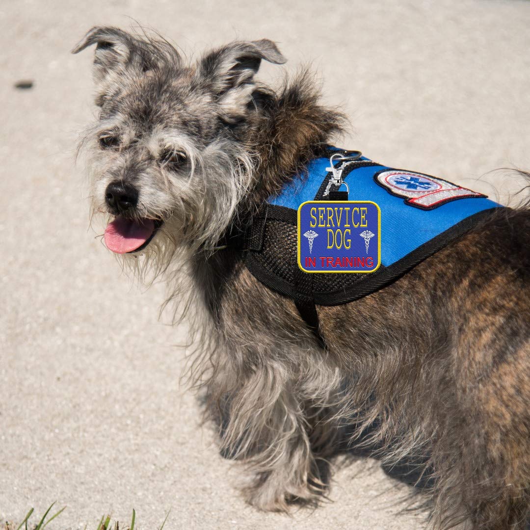 'Service Dog In Training'' - Clip On Identification Patch Tag - Includes Five Service Dog Handout Cards - Clips Onto A Service