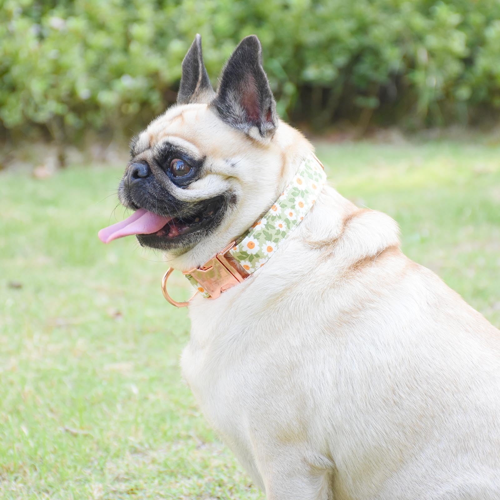 Metal Buckle Dog Collar, Durable Adjustable Dog Collar Soft For Small Medium Large Dogs (003-Green Flower, M(13-18In)