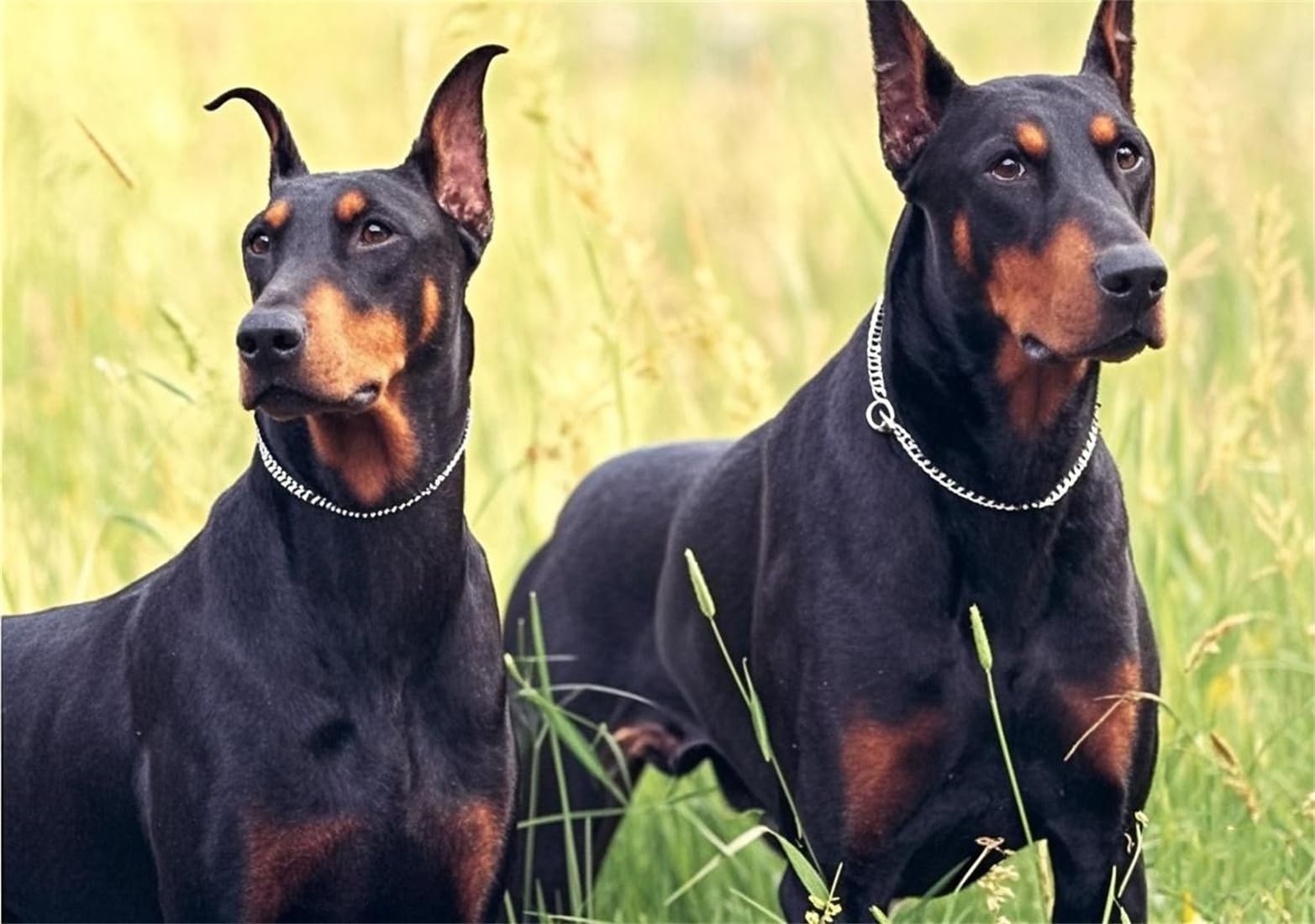 Silver Dog Chain Collar,Metal Slip Link Martingale Dog Collar Heavy Duty Training Dog Collars Boy Girl Puppy Collars For Xs Smal