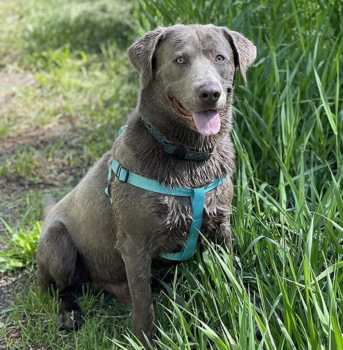 Pupteck No Pull Dog Harness Soft Adjustable Basic Nylon Step In Puppy Vest Outdoor Walking With Id Tag Medium Skyblue