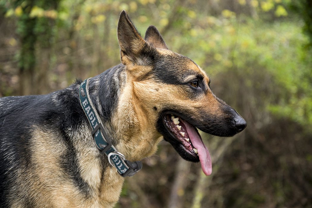 Pets First NFL Philadelphia Eagles Licensed PET COLLAR, Large - Heavy-Duty, Strong, and Durable Dog Collar. Available in 31 Foot