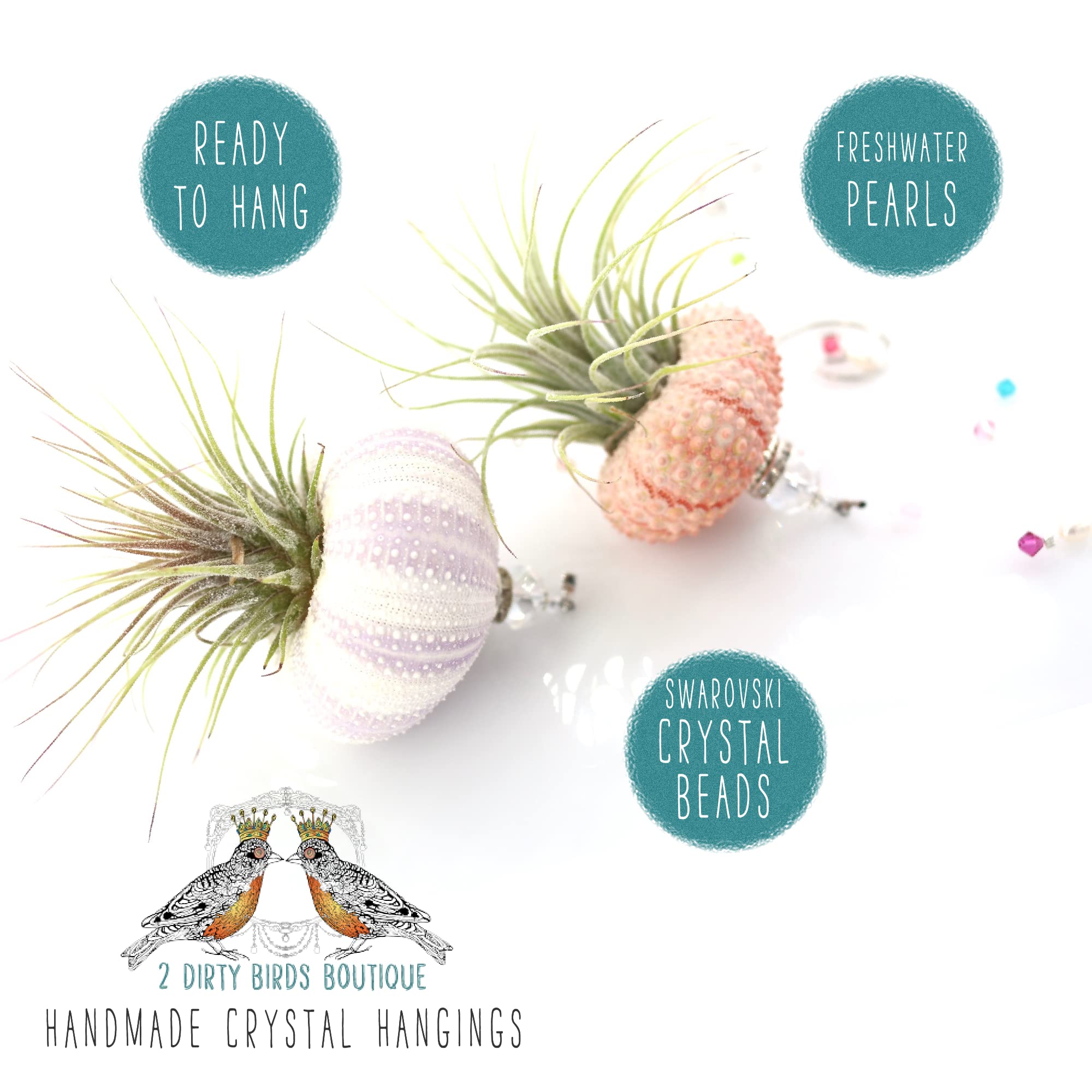 2 Dirty Birds, Handmade Hanging Sea Urchin Shell Live Succulent Jellyfish Air Plants, W/Swarovski And Freshwater Pearls (Pack Of