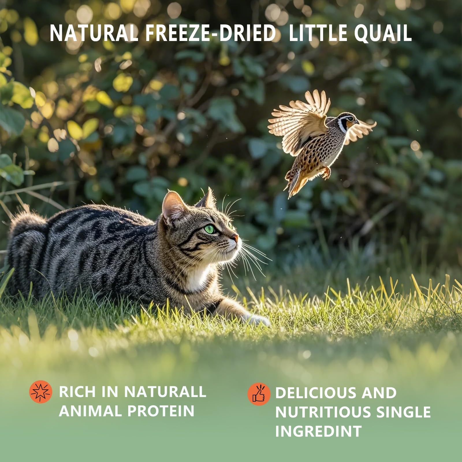 Freeze Dried Little Quail, 4.5 Oz Quail Dogs Cat Treats, Single Ingredient Freeze Dried Cat and Dog Treats Delicious Training Sn