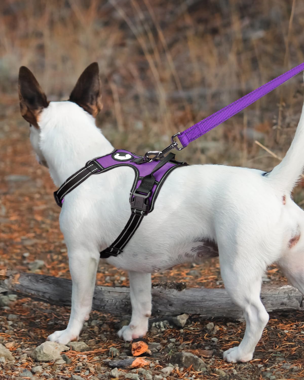 Joytale Double-Sided Reflective Dog Leash, 6 Ft/5 Ft/4 Ft, Padded Handle Nylon Dogs Leashes For Small & Medium Dogs Walking, Purple, 5Ft