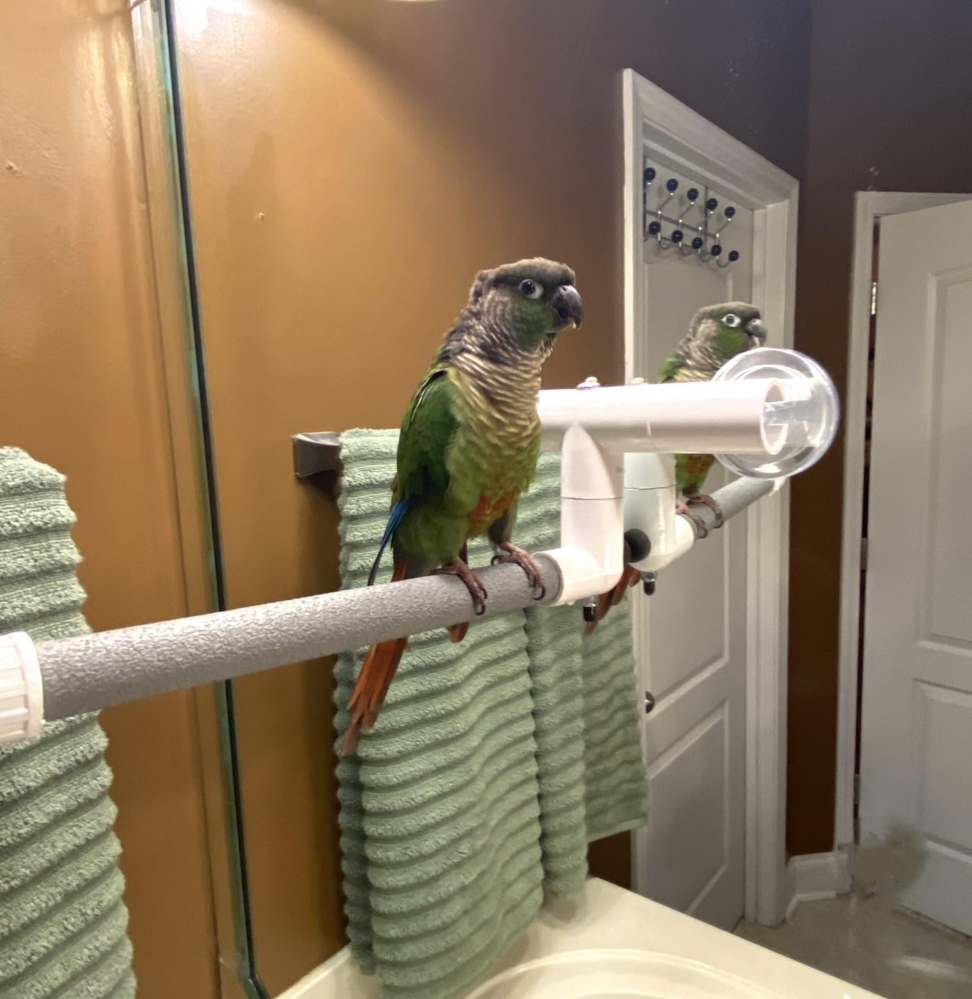Polly'S Deluxe Window And Shower Bird Perch, Small