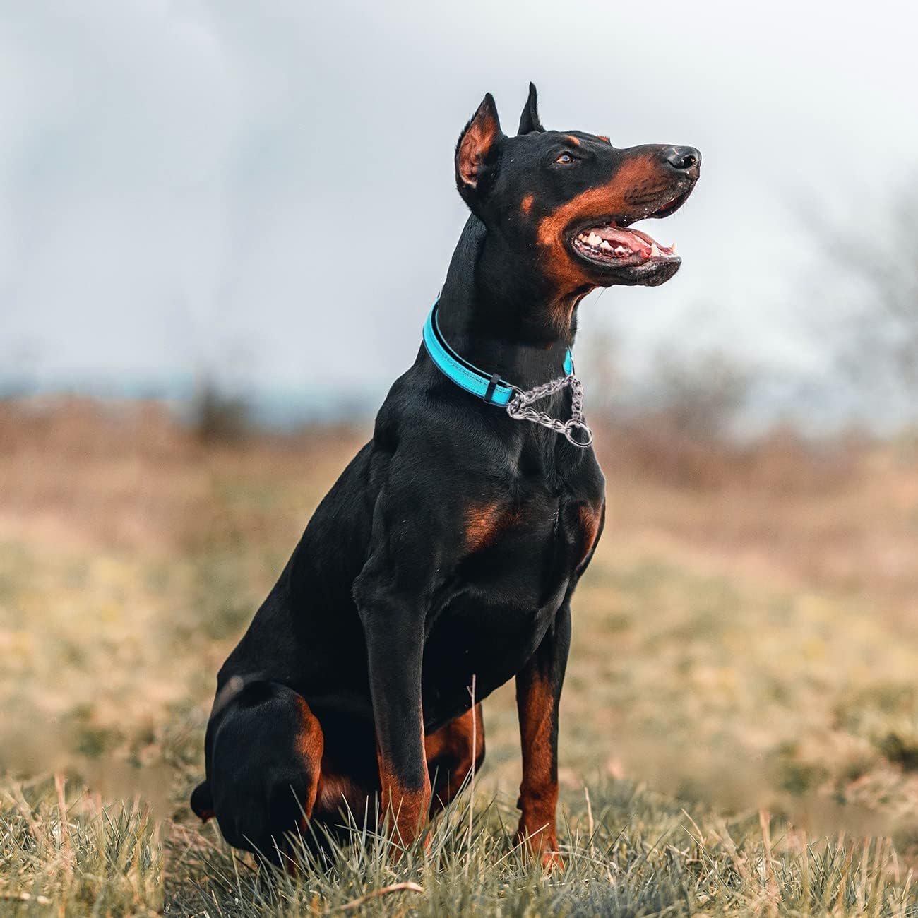 Light Blue Martingale Collar For Dogs, Reflective Nylon Dog Collar Adjustable Stainless Steel Chain Collar Female No Pull Pet Tr