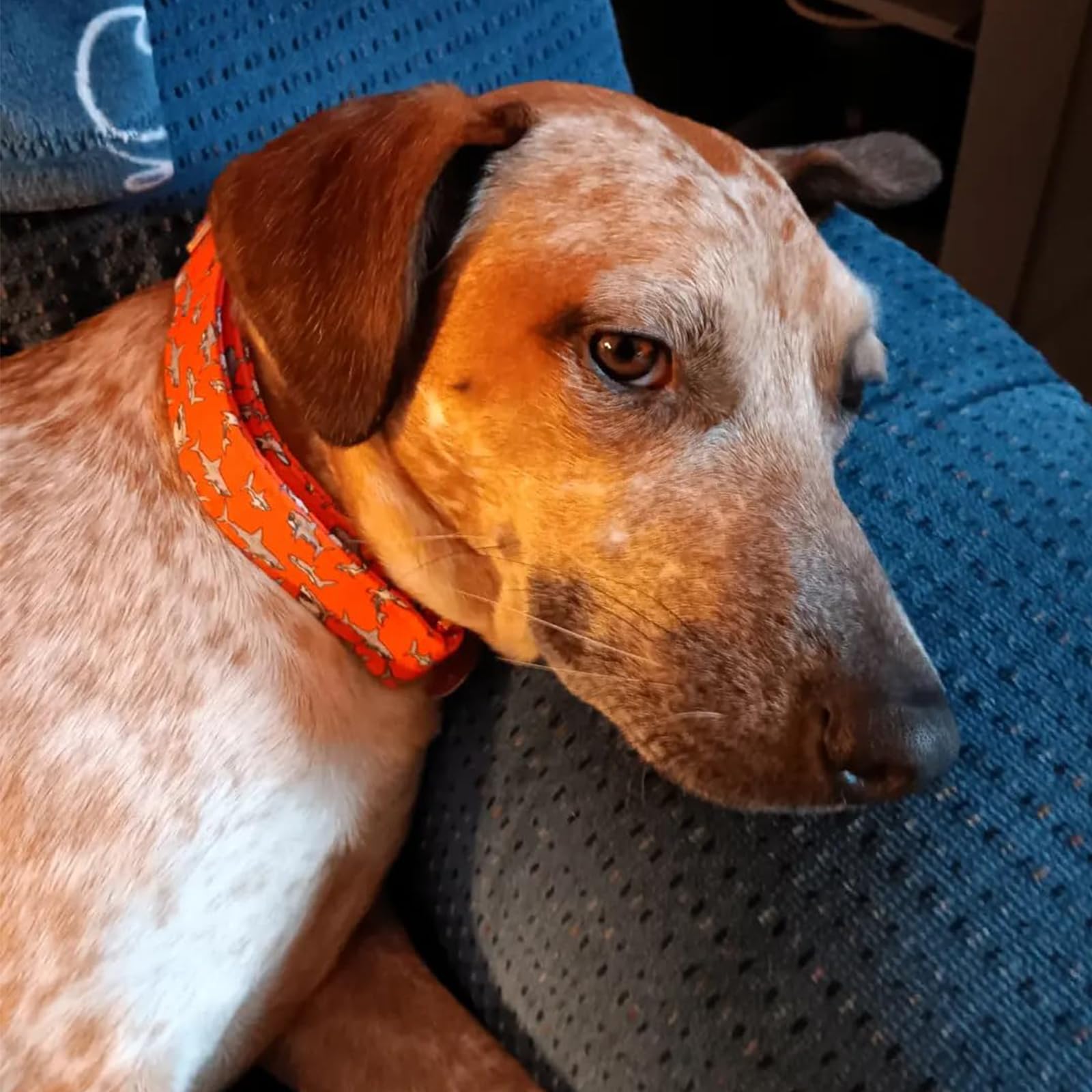 Lionheart Glory Shark Print Adjustable Collar For Medium Dogs