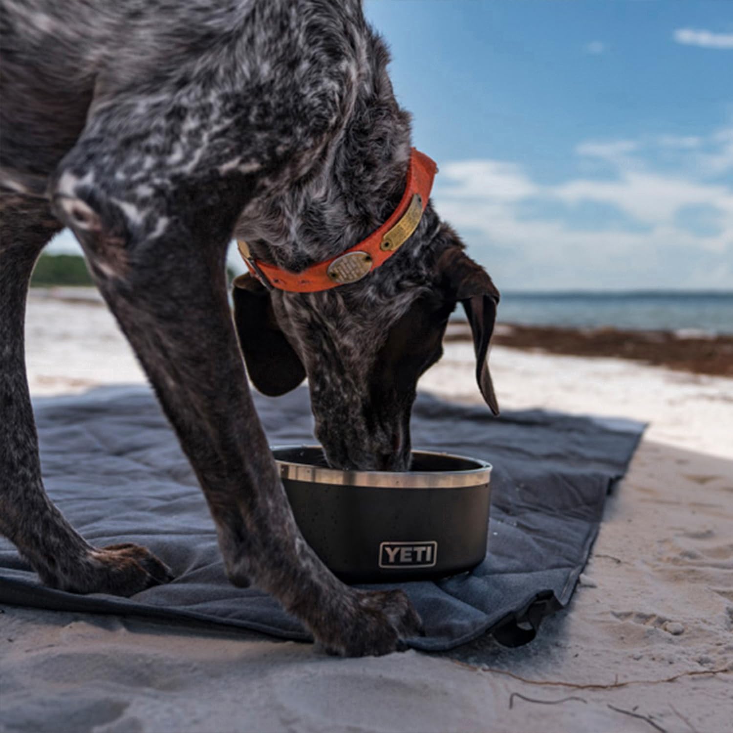 YETI Boomer 8, Stainless Steel, Non-Slip Dog Bowl, Holds 64 Ounces, Wetlands Camo