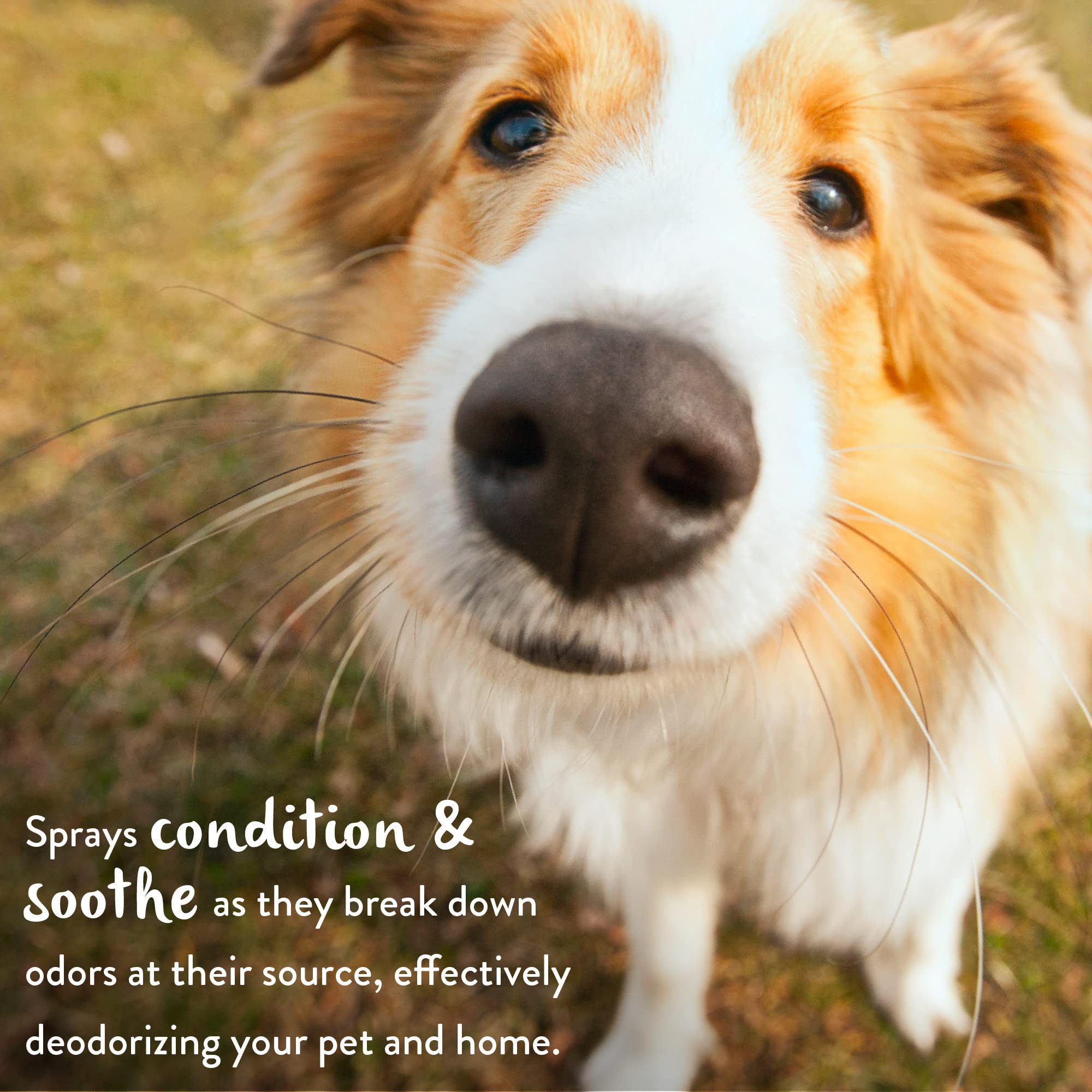 Tropiclean Baby Powder Dog Perfume Spray Long Lasting | Naturally Derived Odor Removing Dog Deodorizing Spray | Cat Friendly | Made In Usa | 8 Oz