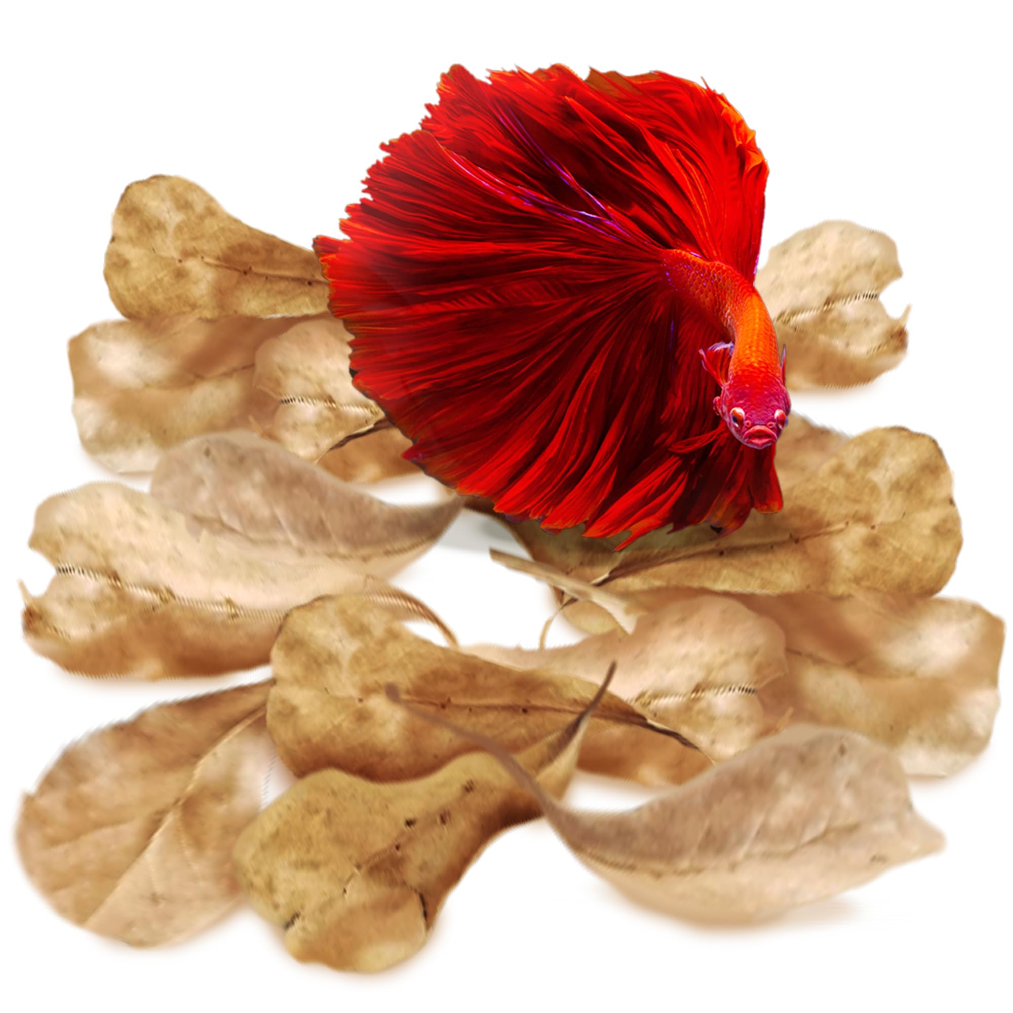 SunGrow 100 pcs Catappa Indian Almond Leaves for Betta Fish Tank Aquarium, 2    Water Conditioner Leaves, Leaf Also Suitable for