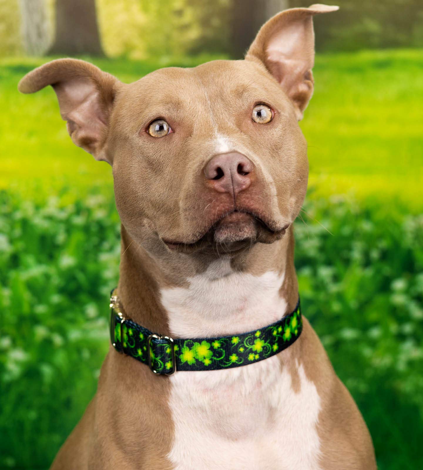 Country Brook Petz - Premium Clovers In The Wind Dog Collar - Irish Pride Collection Featuring Lucky Designs (1 Inch, Medium)