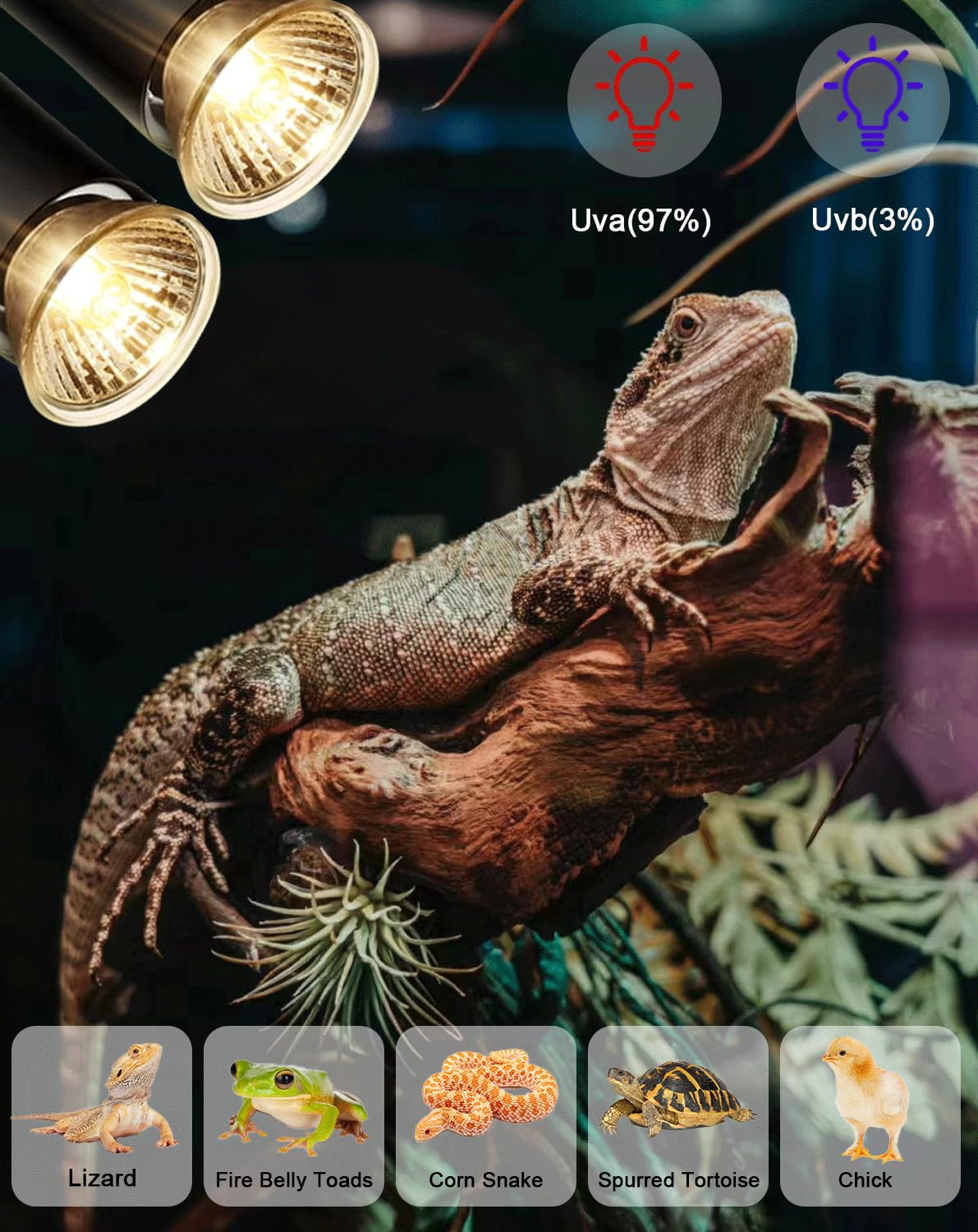 RAGFOZ Turtle Reptile Heat Lamp Bulb 50W, UVA UVB Reptile Light Bulb for Turtle Tank, Fit for E26 Base, Fits Reptiles and Amphib
