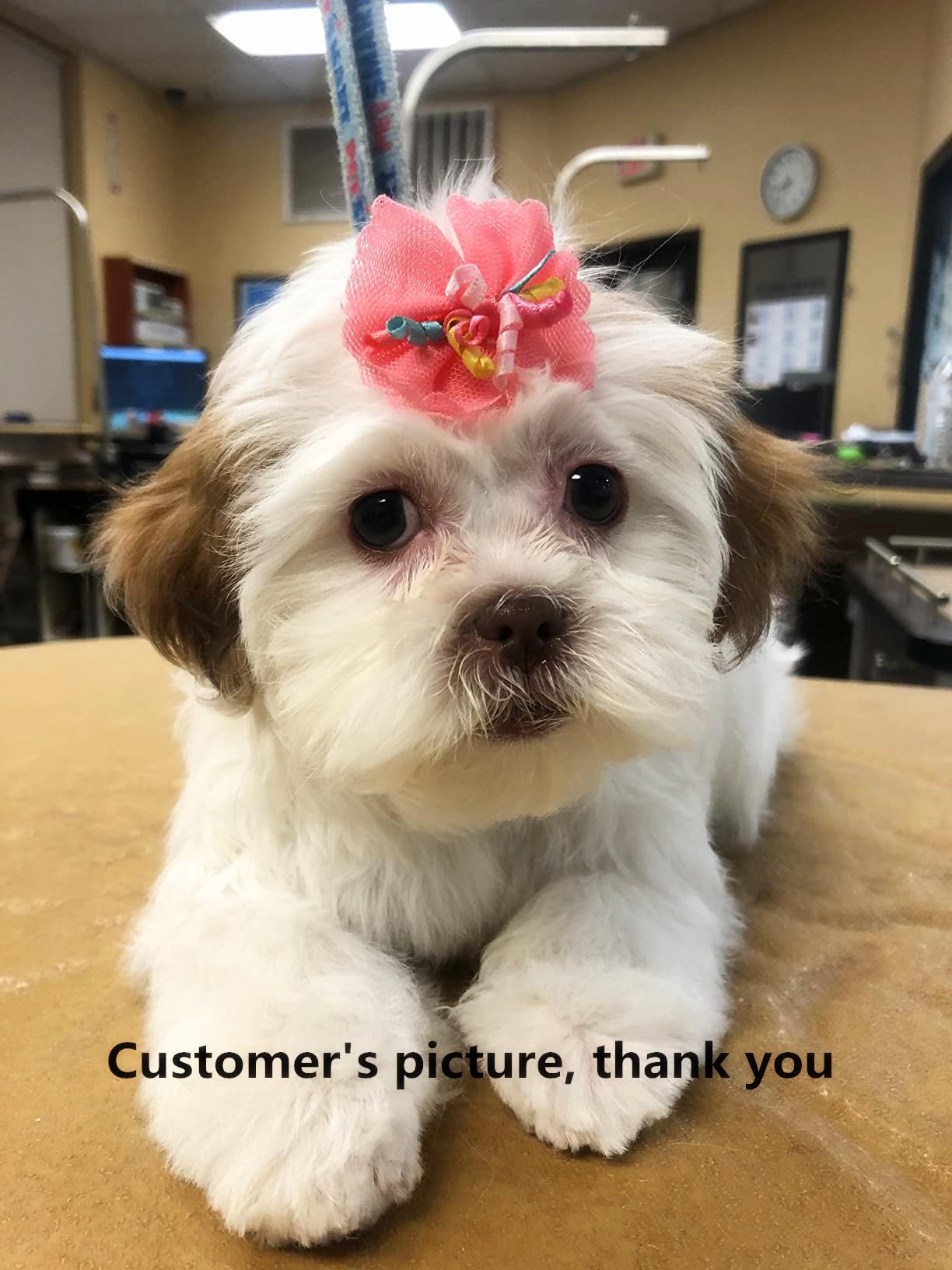 Sufermoe 32 Pcs Multicolored Dog Hair Bows With Rubber Bands, Hair Grooming Top Knots Pet Hair Accessories For Pet Cat Dog