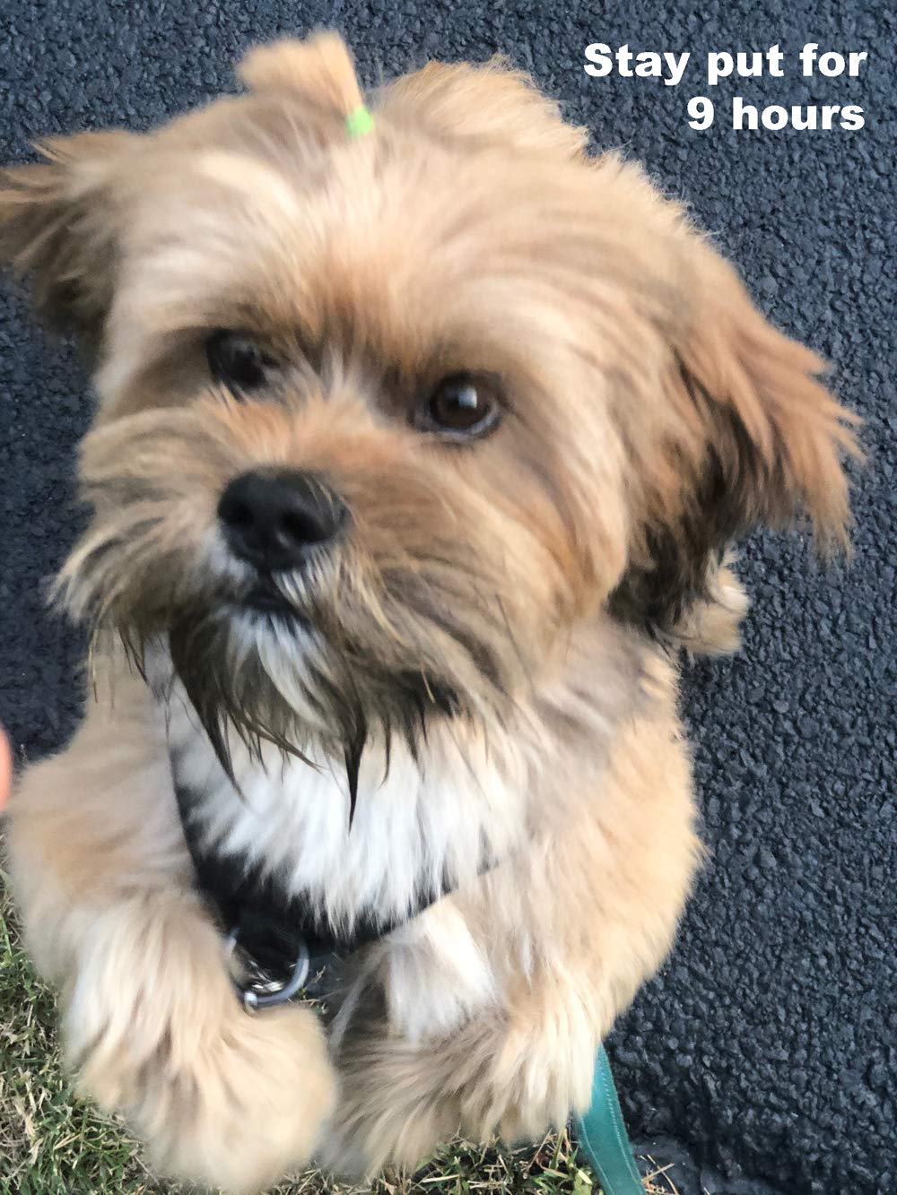 Pet Supply 200 Pack Tiny Rubber Bands Dog Hair Ties.3/8'' Ivory Hair Rubber Bands For Dog Bows, Mini Rubber Bands For Hair,Dog G